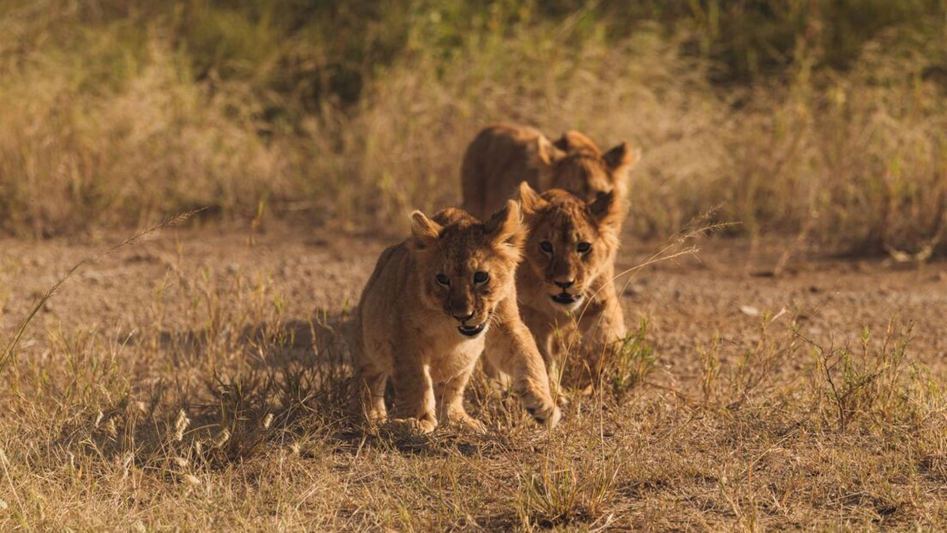 Tanzania Family Safari