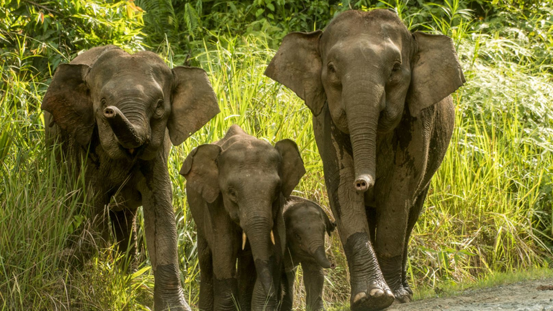 Borneo Family Holiday Comfort