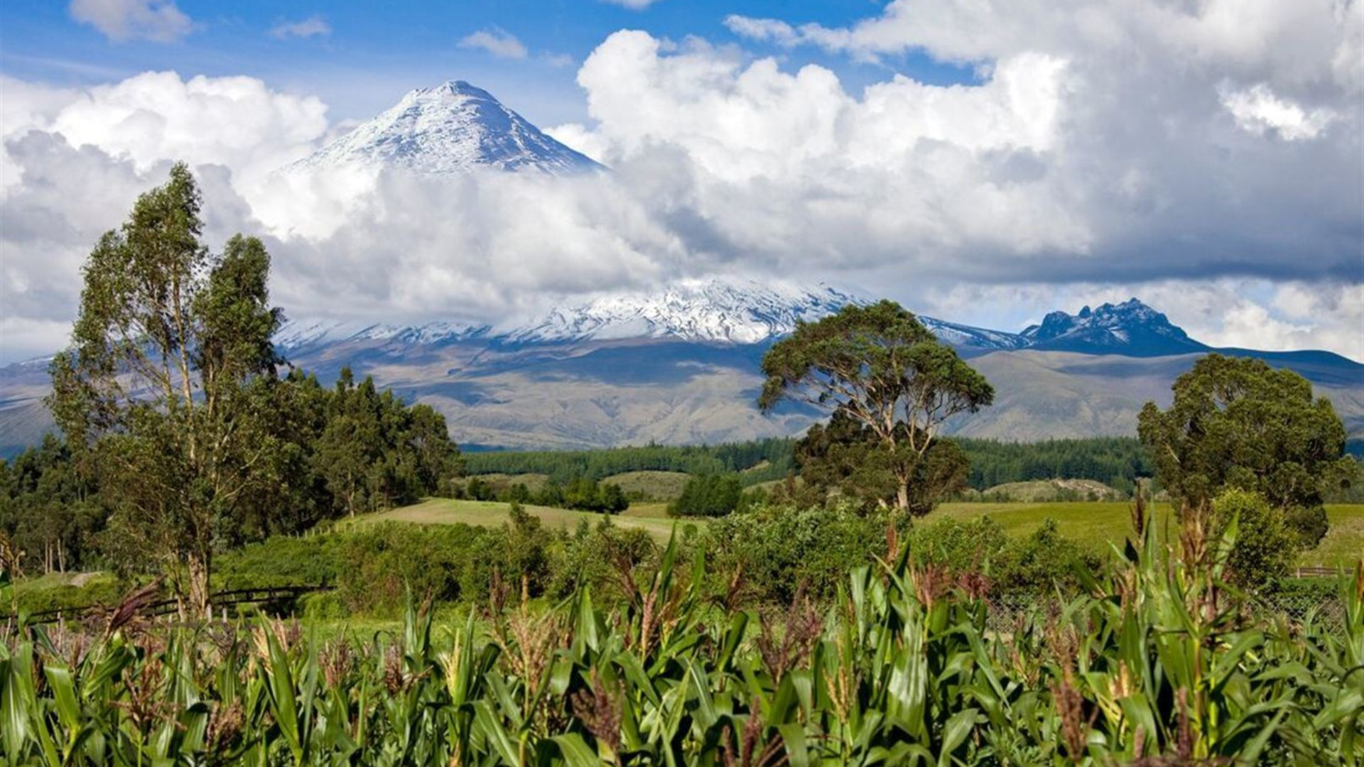 Premium Ecuador