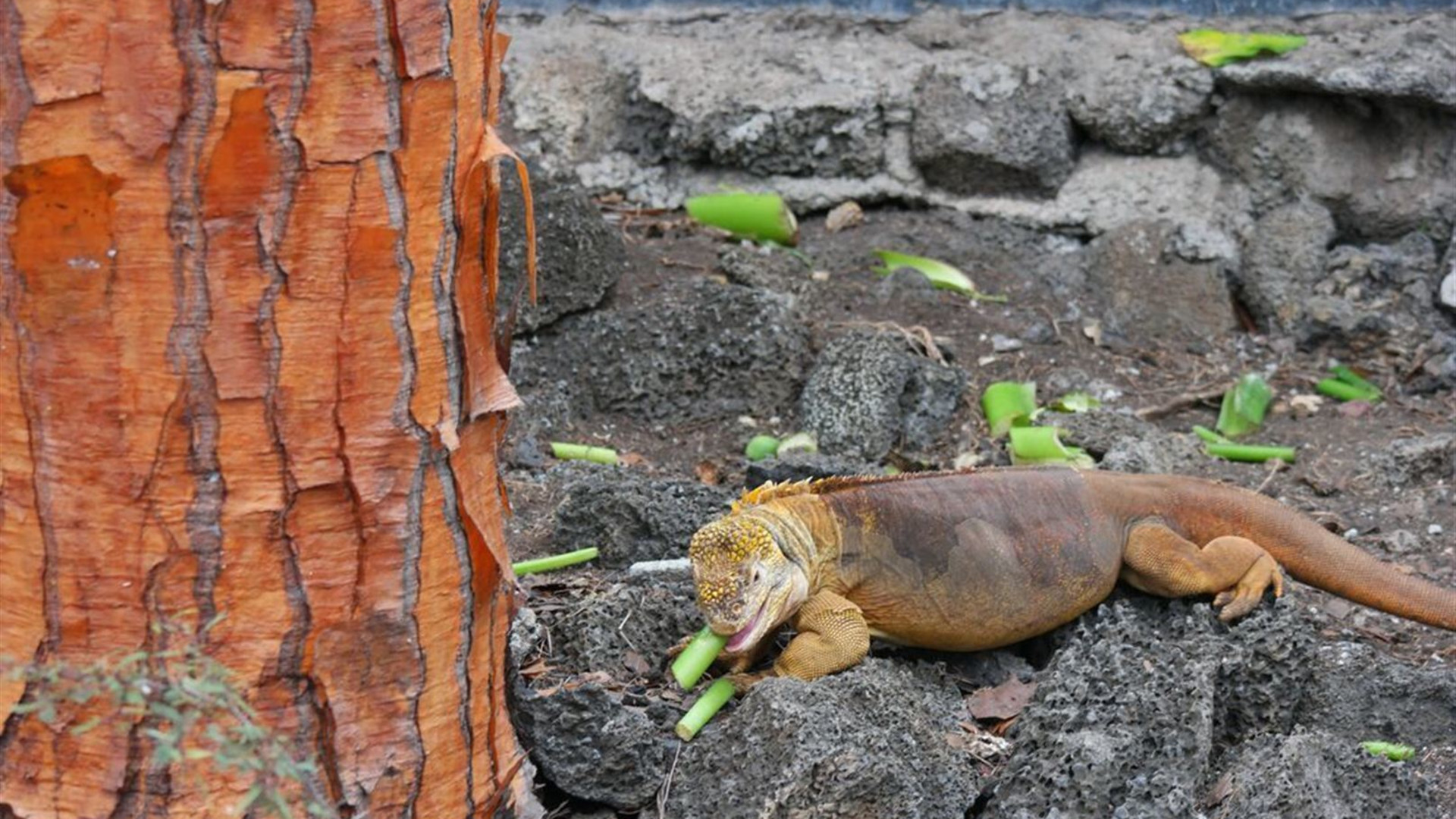 Ecuador Amazon & Galapagos Family Holiday