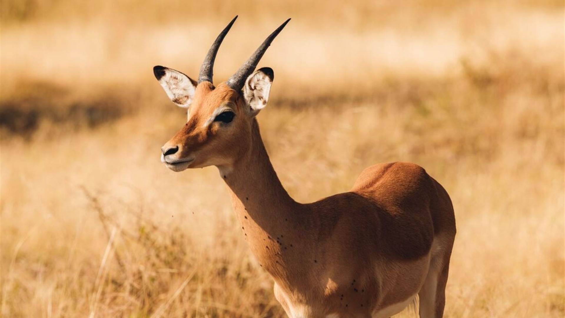 Serengeti Trail