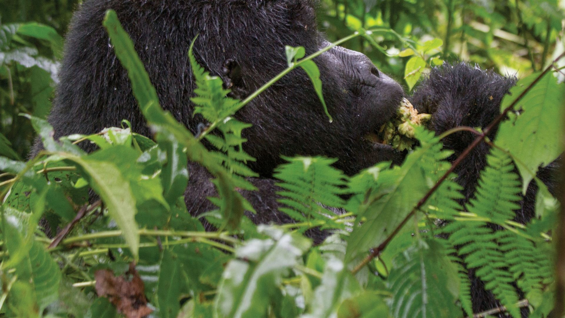 Journeys: Tierbegegnungen in Ruanda