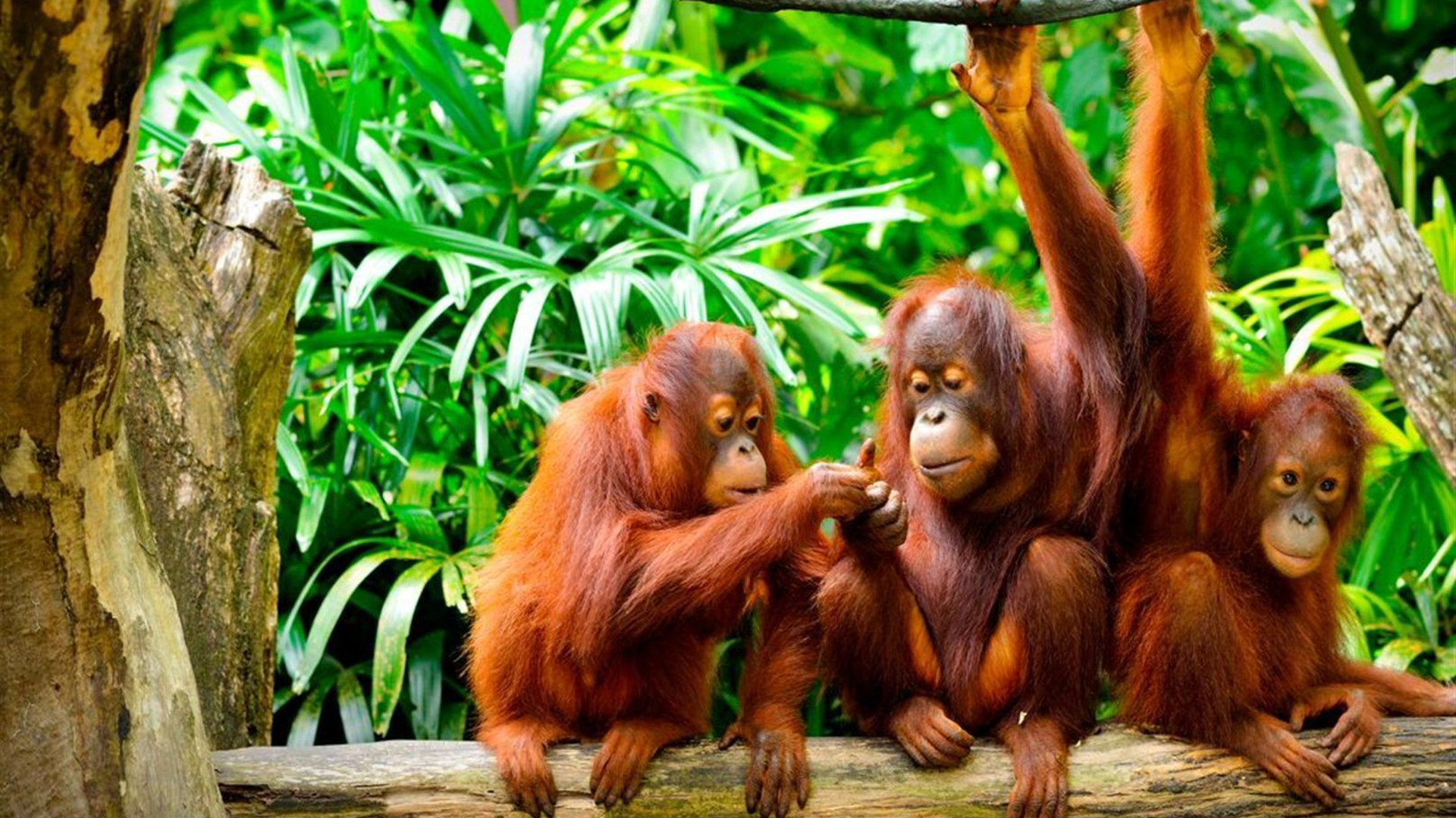 Sabah Adventure