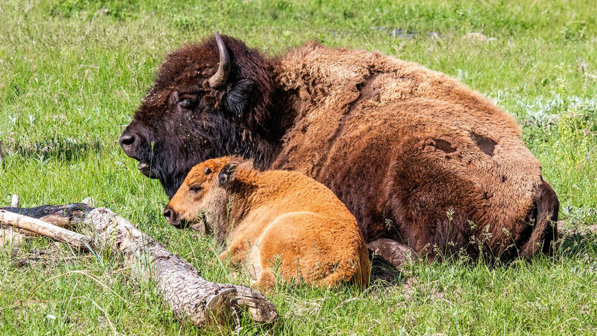 Spotlight on South Dakota