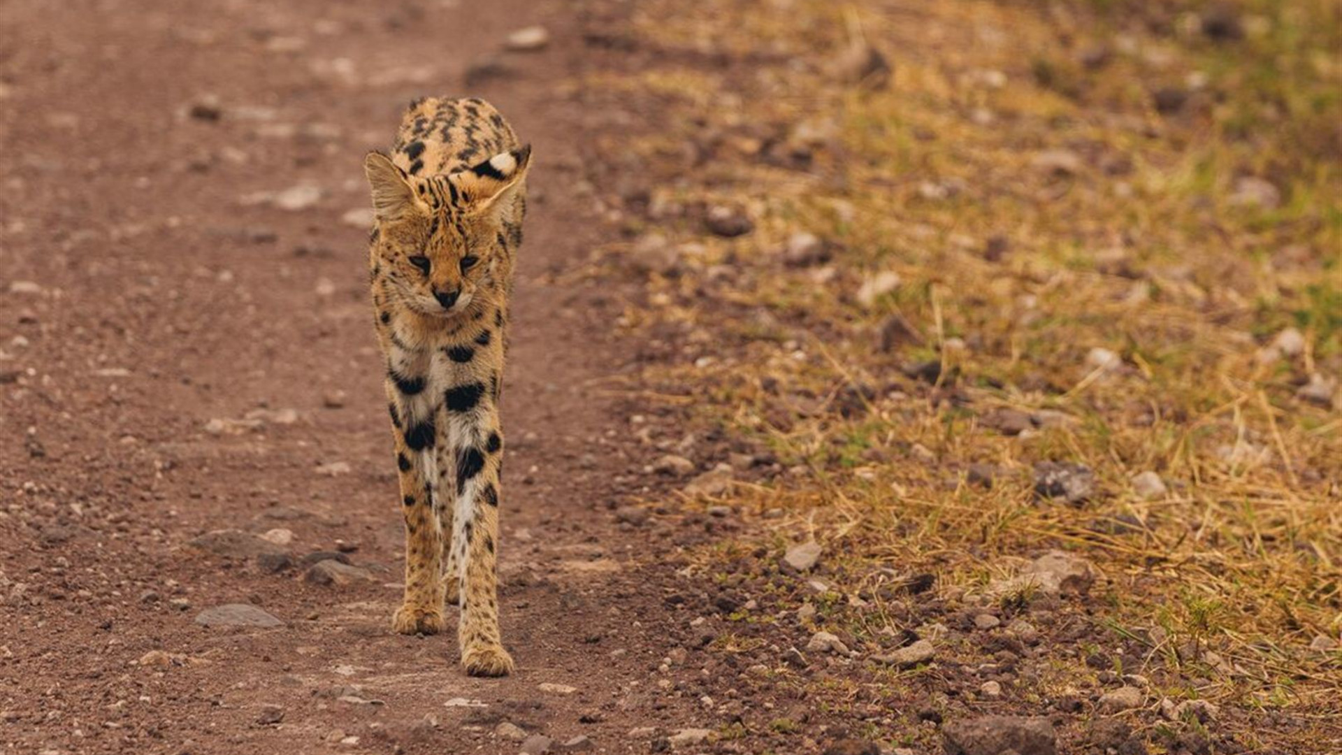 The Maasai Heartlands