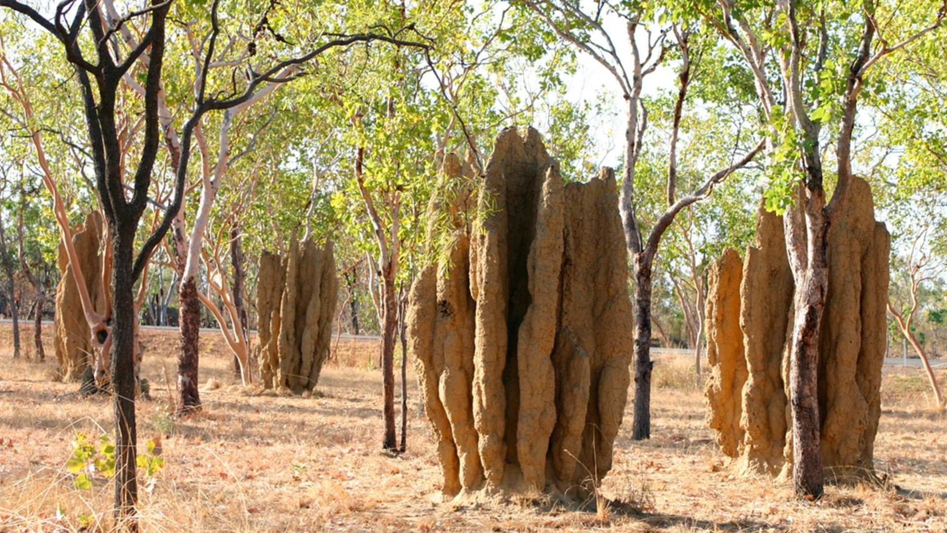 Kakadu, Katherine & Litchfield Explorer