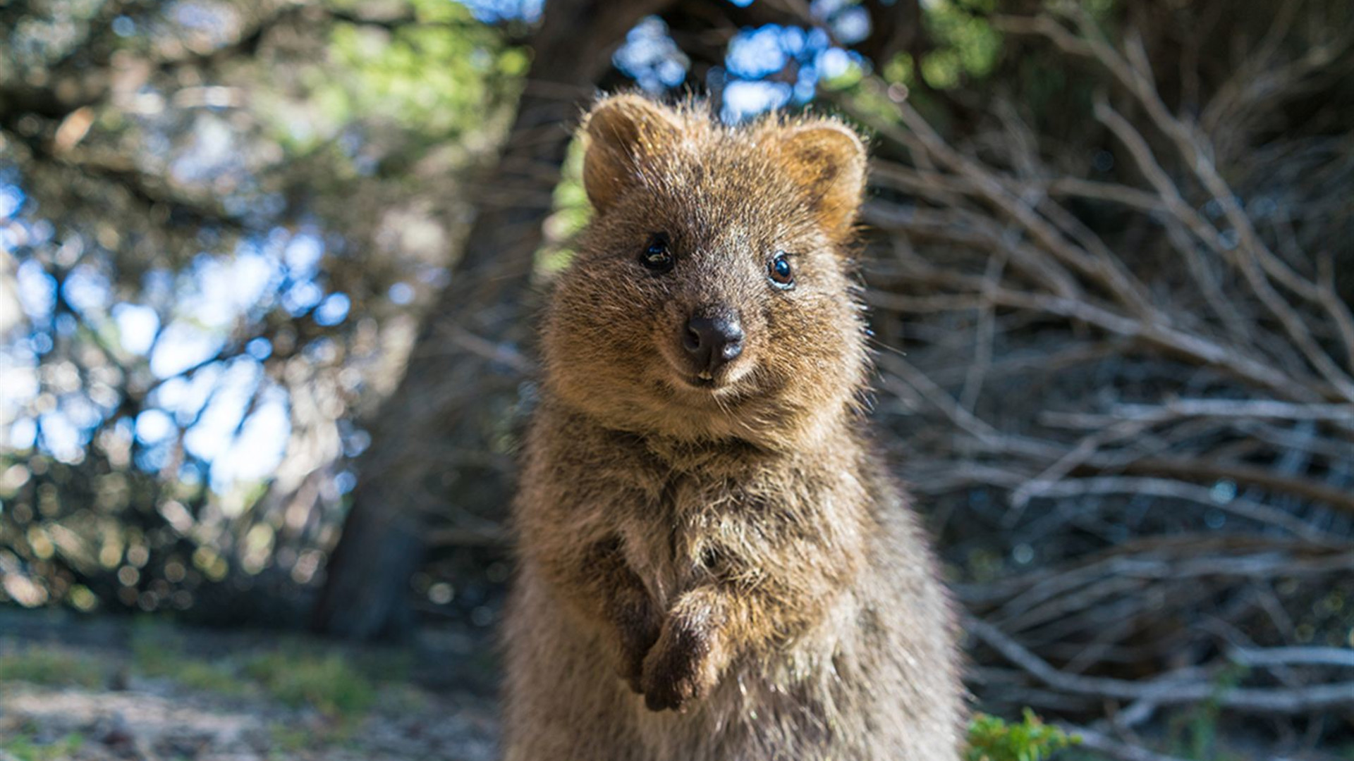 Best of Perth, Margaret River & Rottnest Island