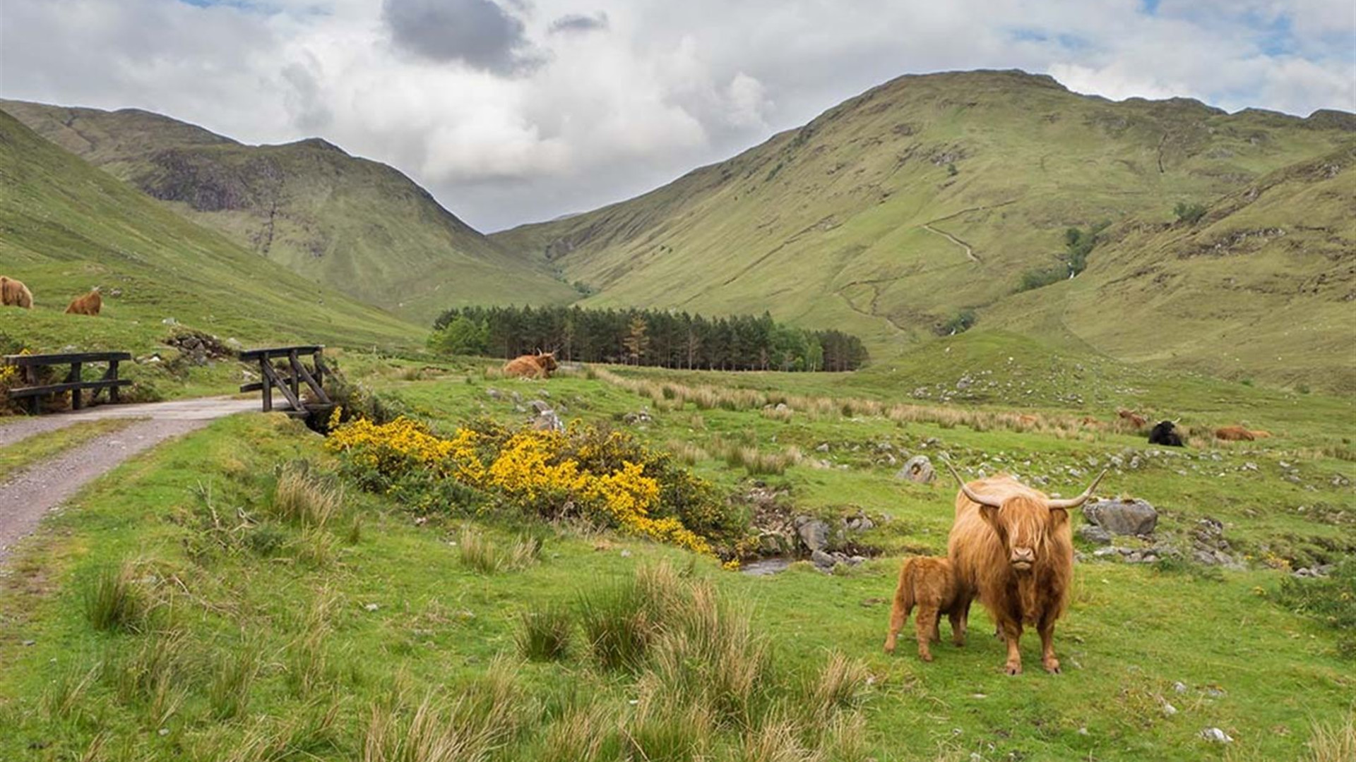 Premium Scotland