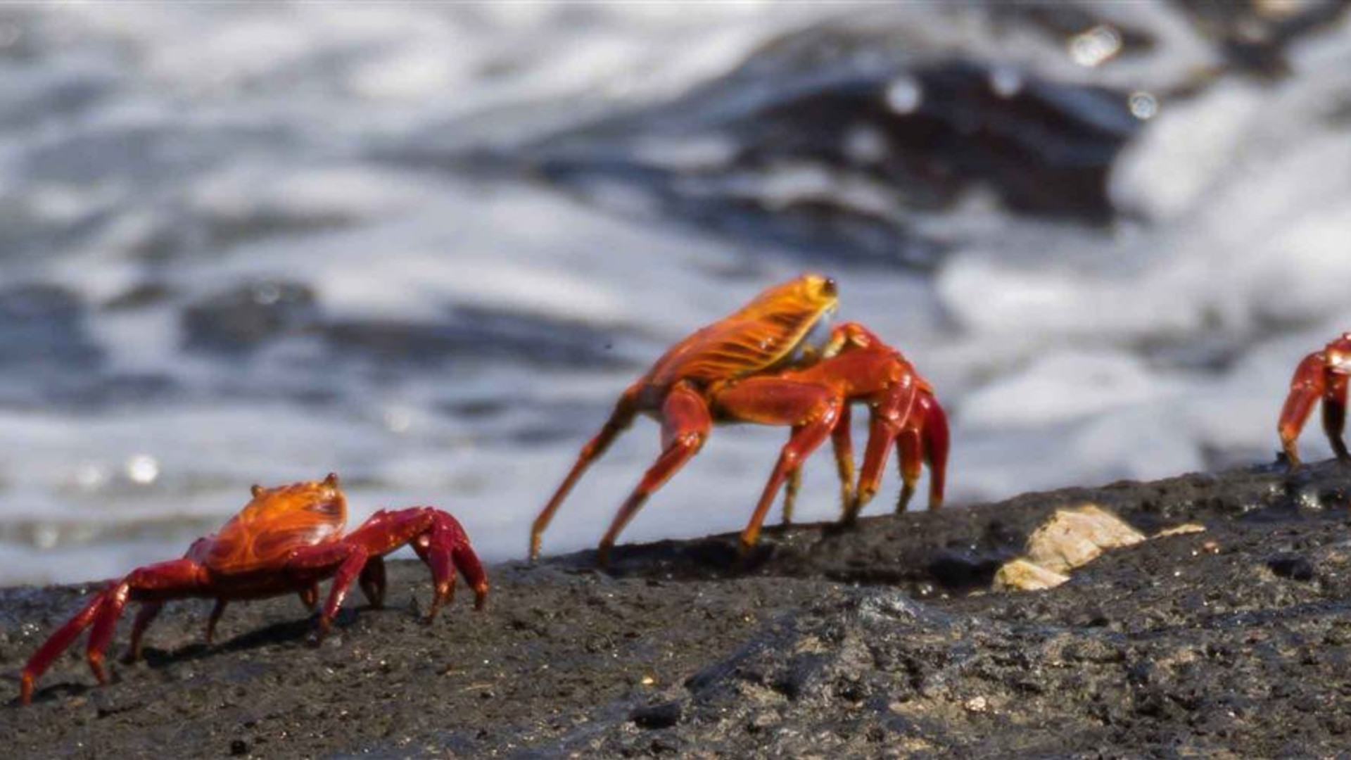 Galapagos Discovery