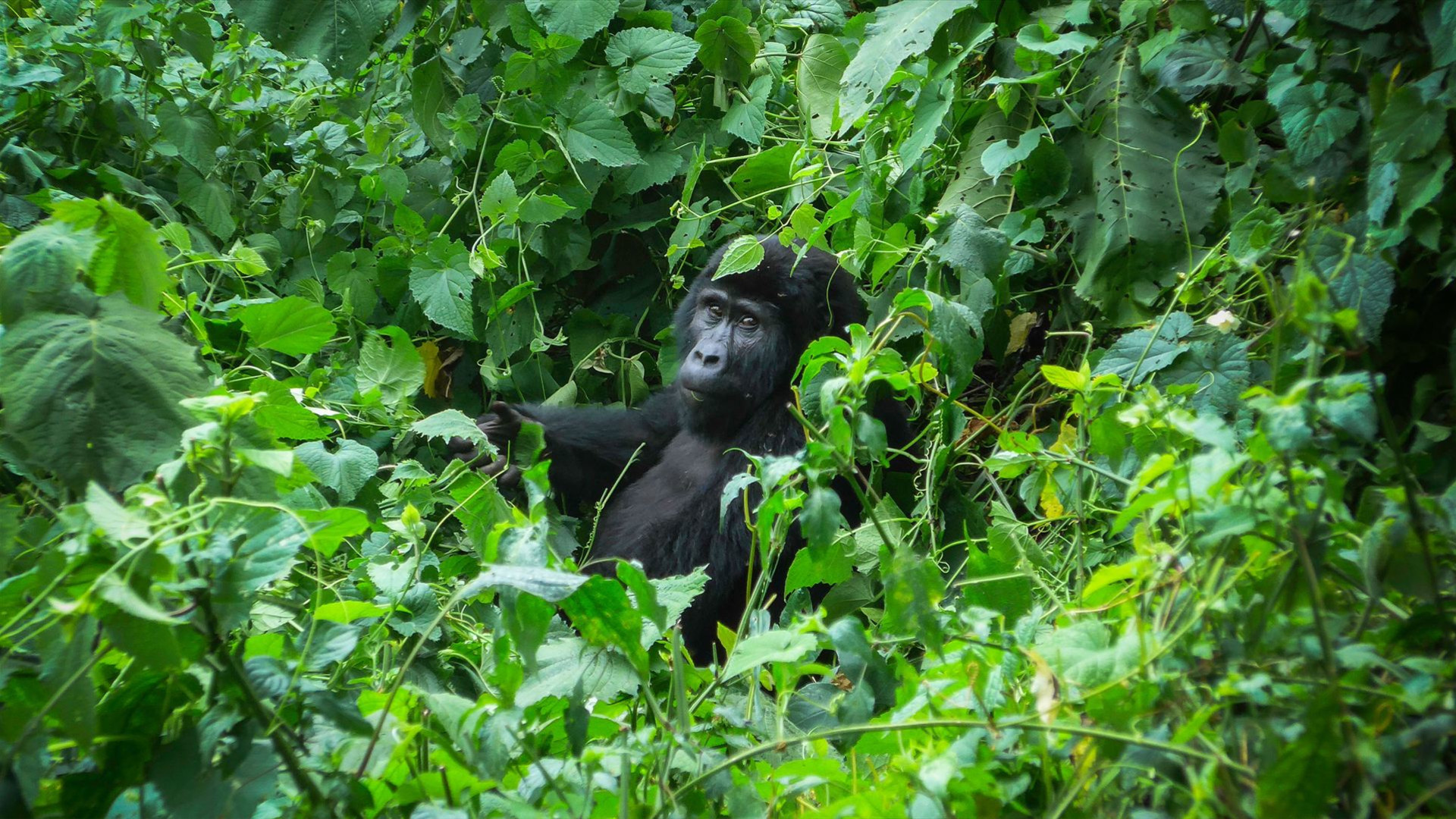 Gorillas von Uganda Überland-Safari & Teilnahme Camping