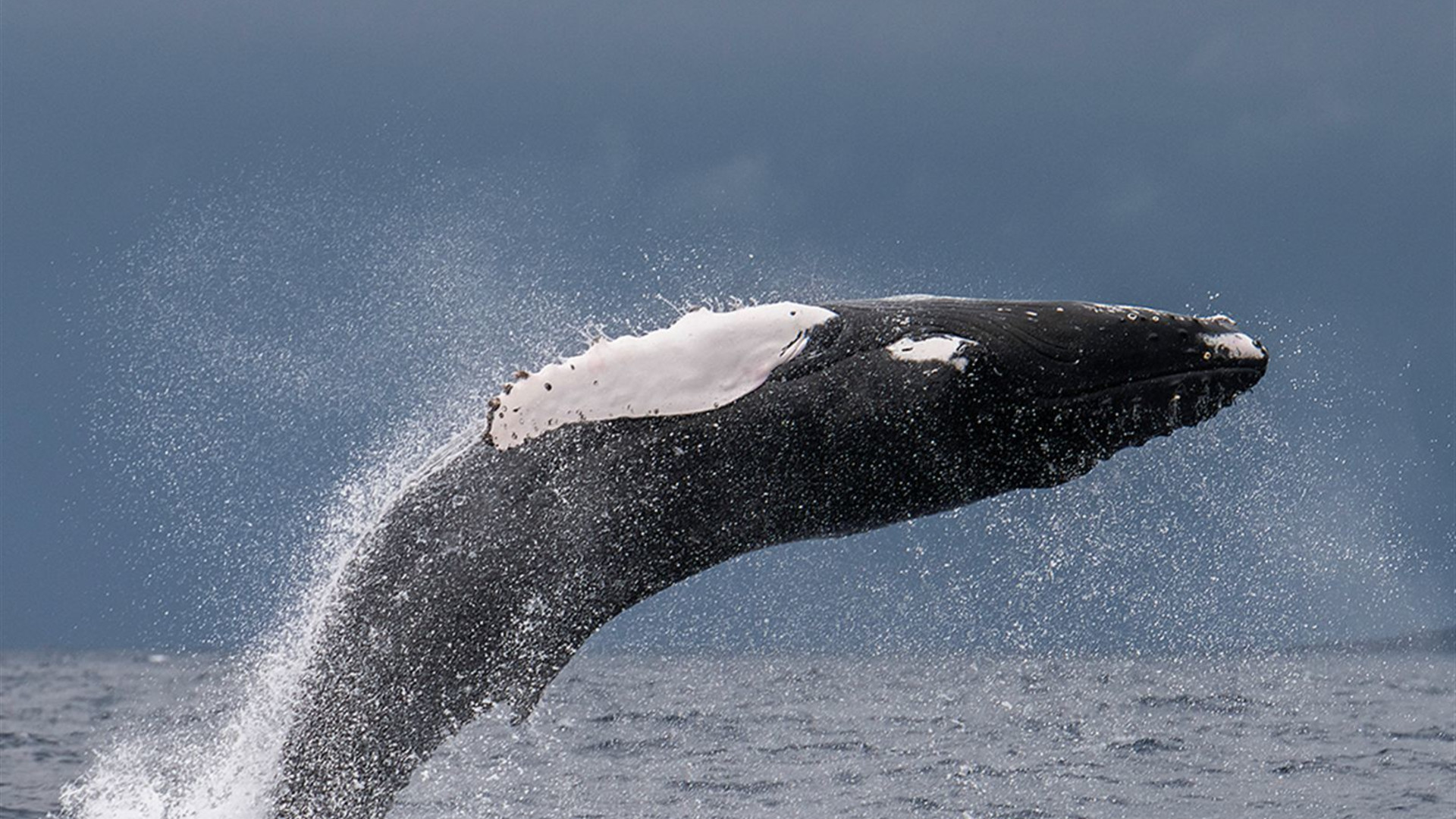 Highlights of the Azores