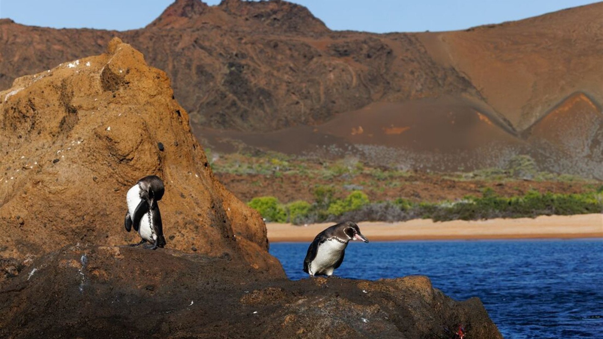 Ecuador Amazon & Galapagos Family Holiday