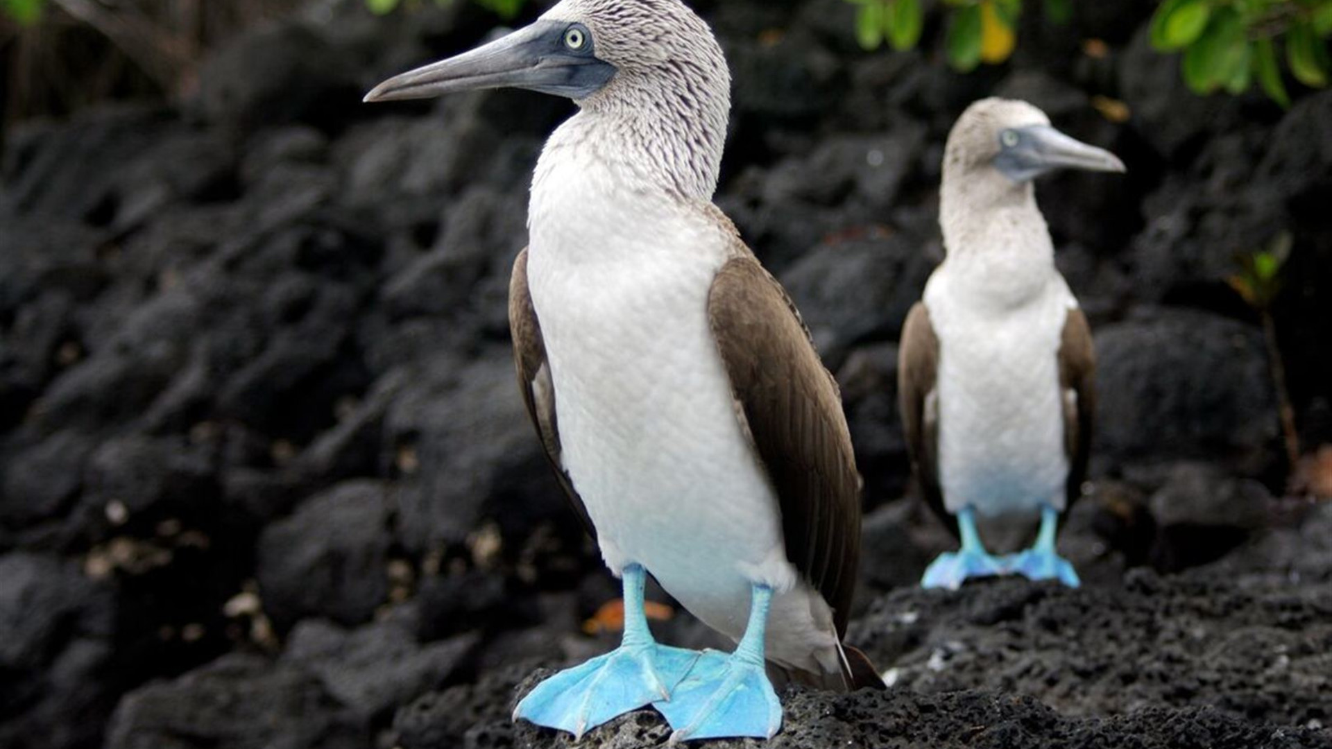 Galapagos Adventure: Northern Islands (Grand Daphne)