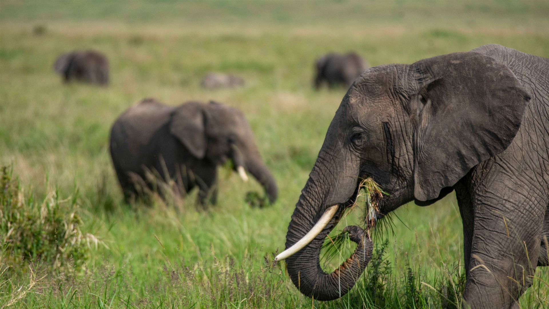 Kenia nach Uganda Überland-Safari mit Teilnahme Camping
