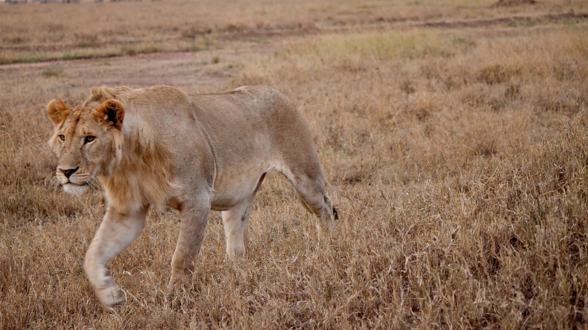 Serengeti & Victoriafälle Entdeckungsreise – Gnus & Gewürze