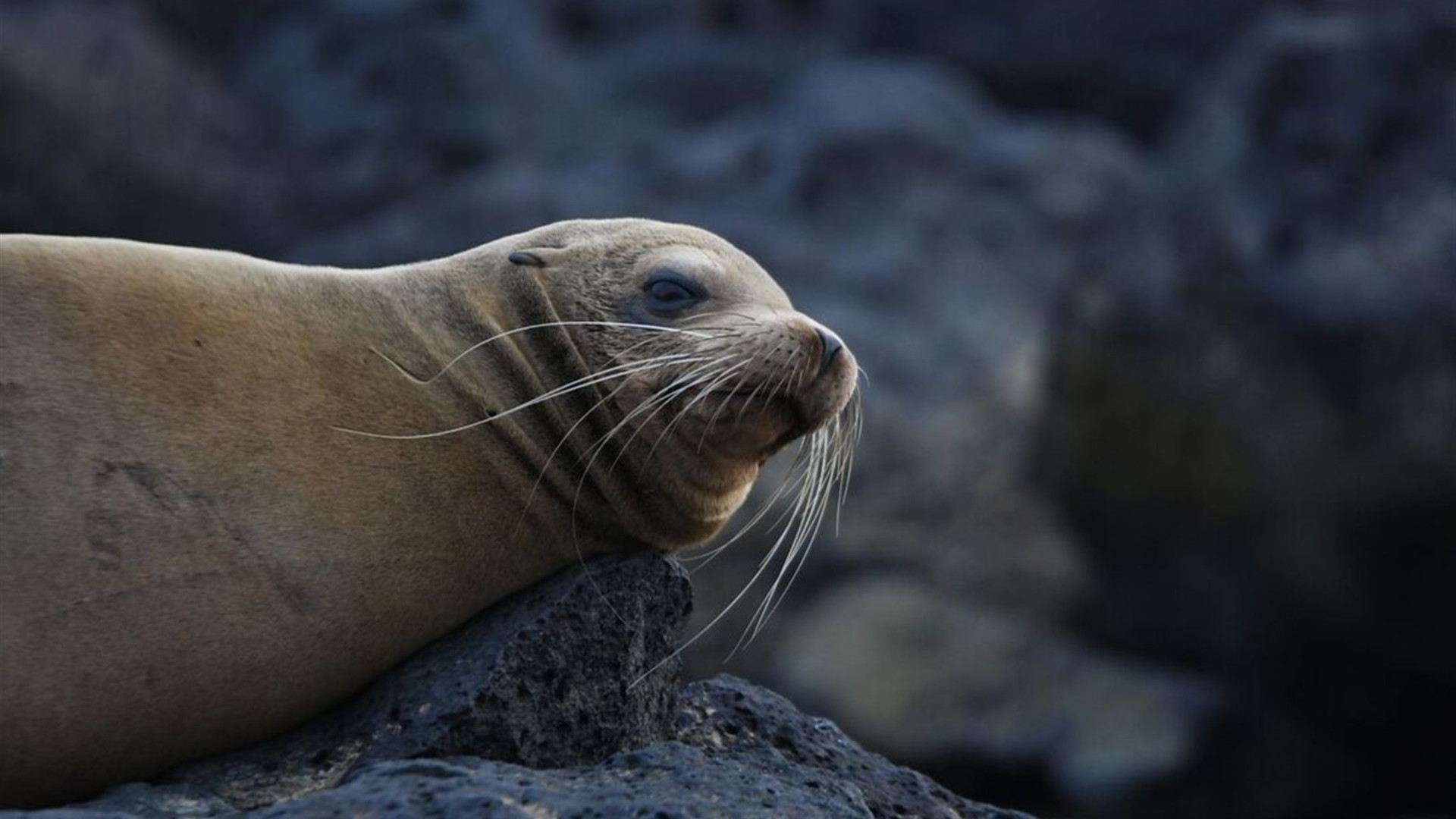 Galapagos & Inca Trail Adventure