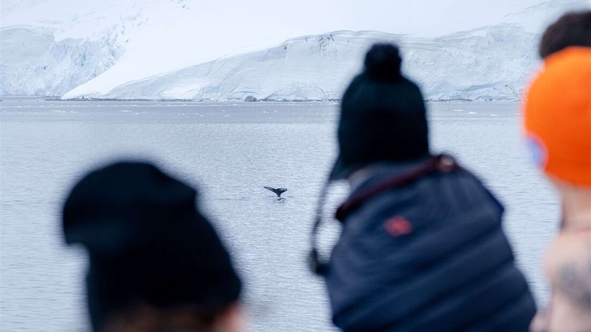 Antarctica's Whale Season (Ocean Albatros) 