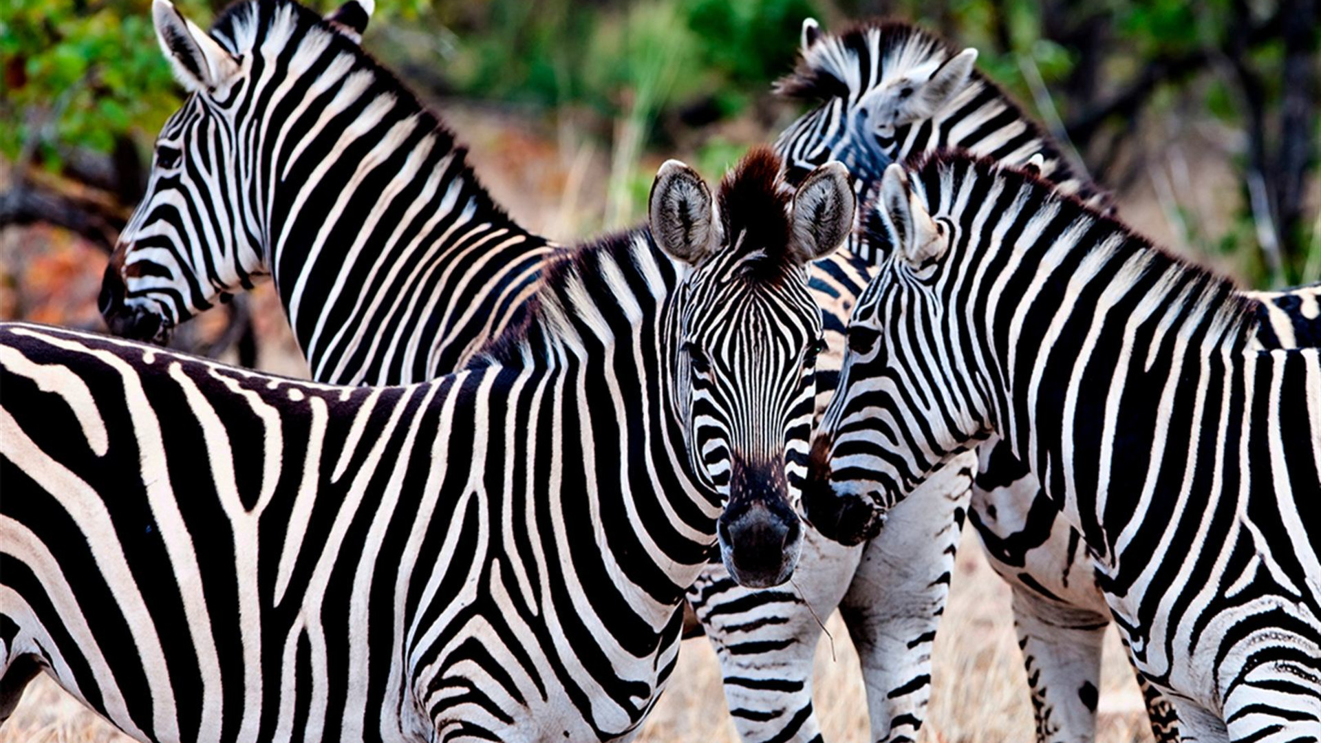 Premium Southern Africa