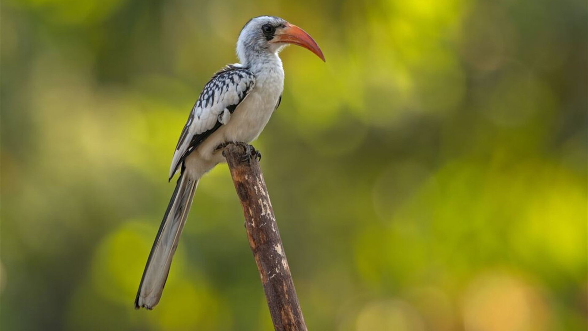 Senegal & The Gambia Adventure