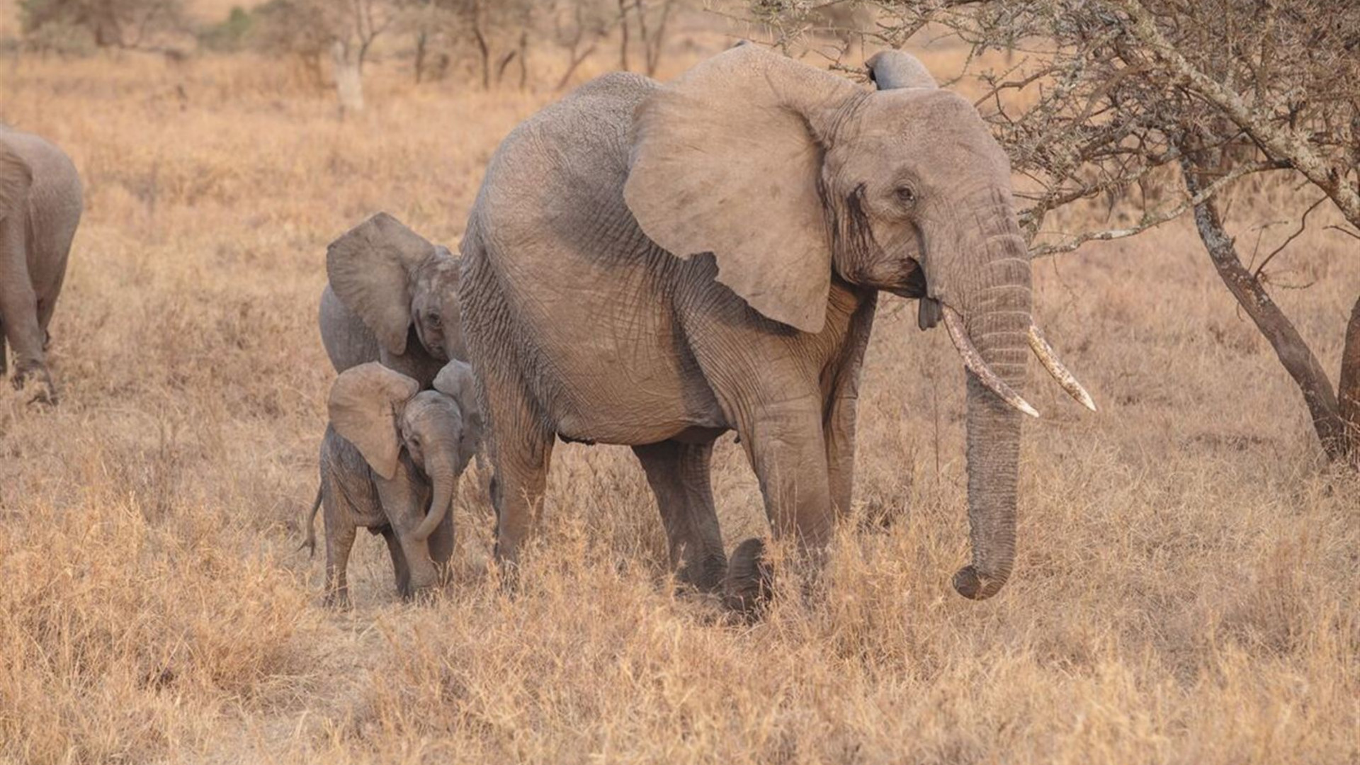 Gorillas, Game Parks & Beaches