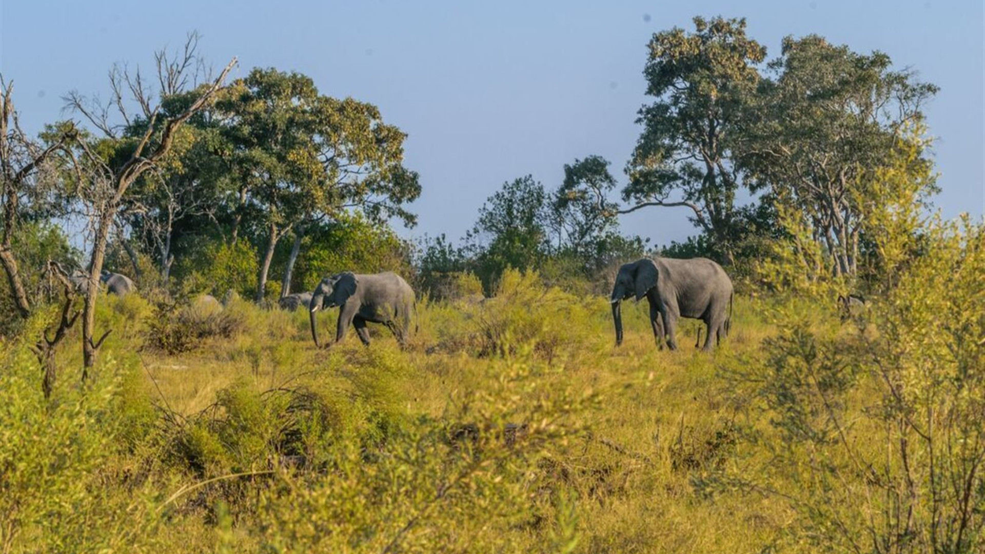 Okavango & Beyond