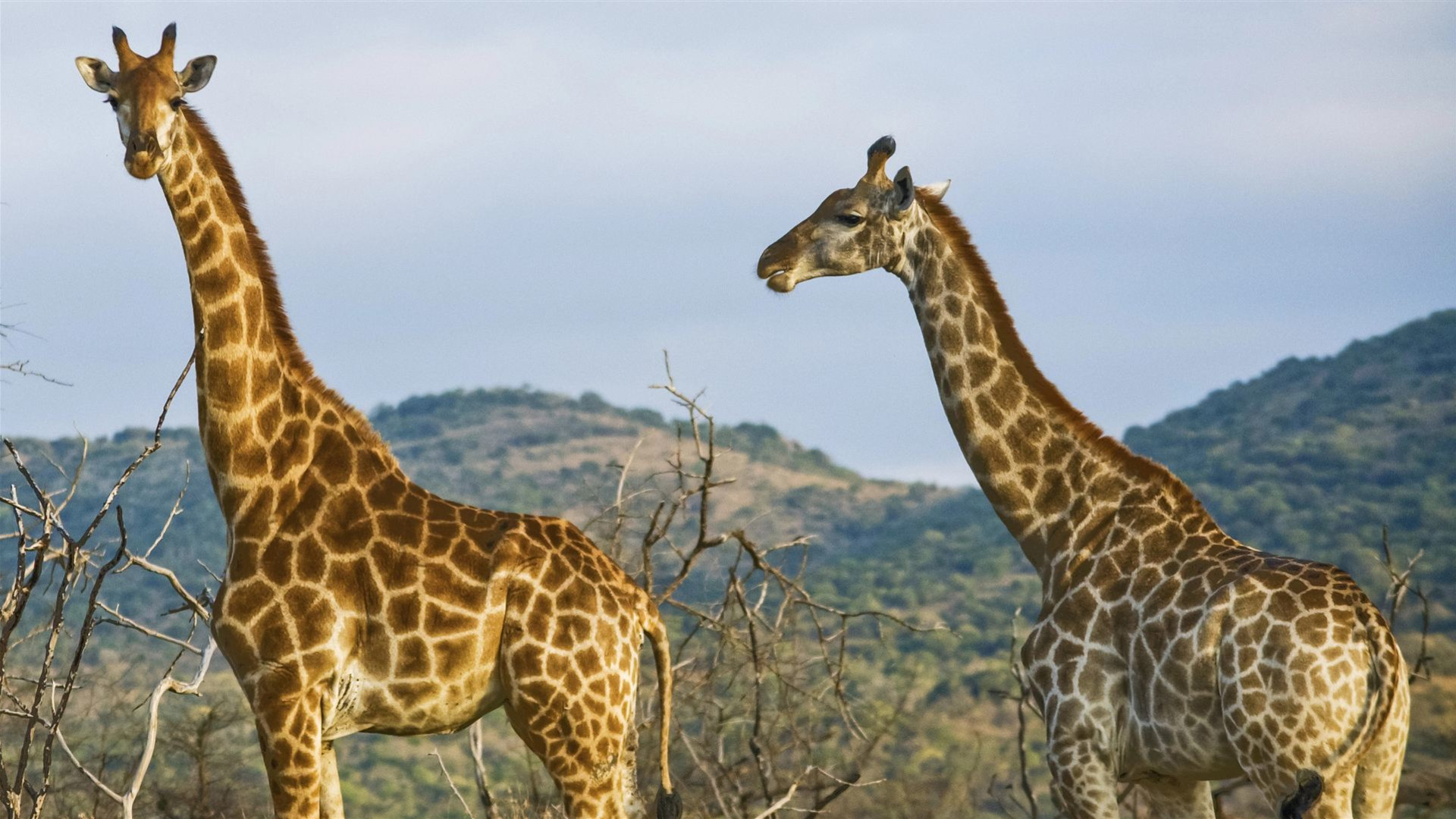Wildtiere in Kenia und Tansania: Nakuru und Serengeti