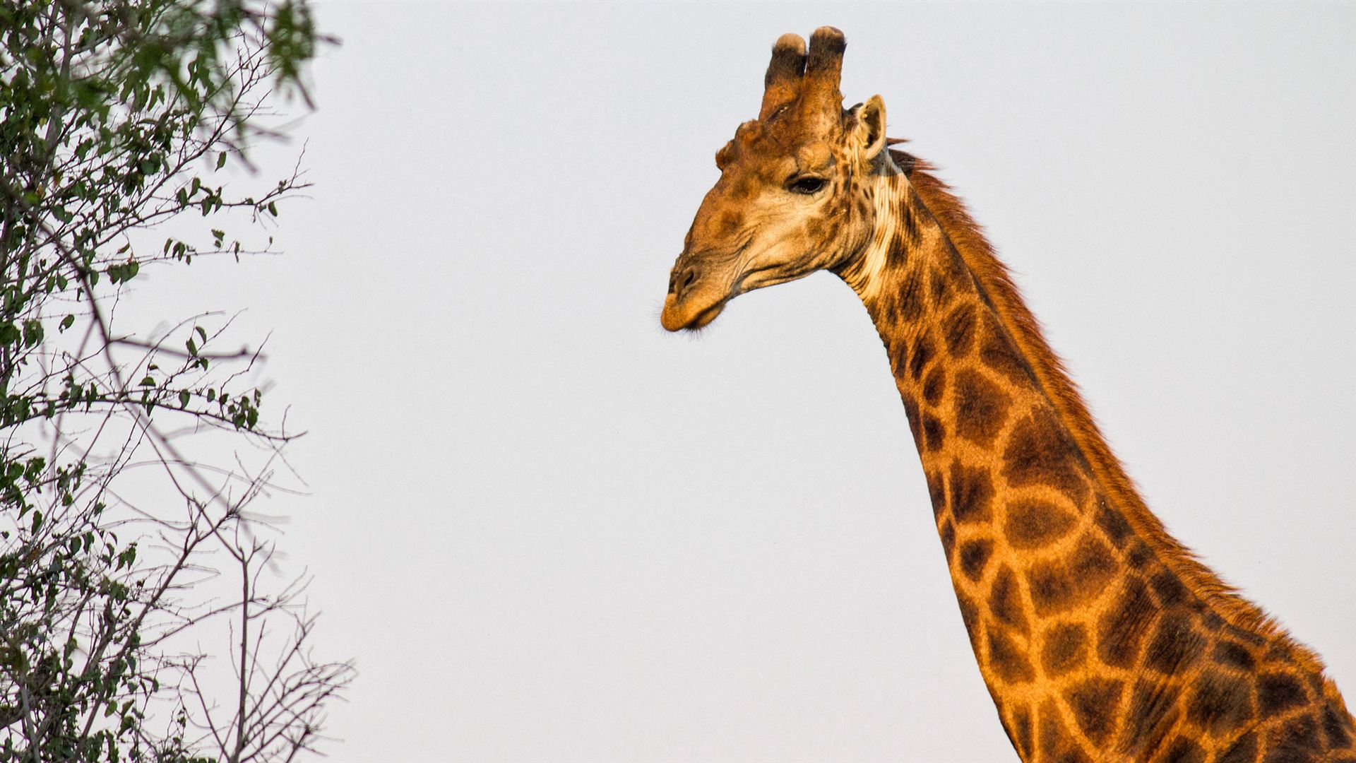 Journeys: Explore Kruger National Park