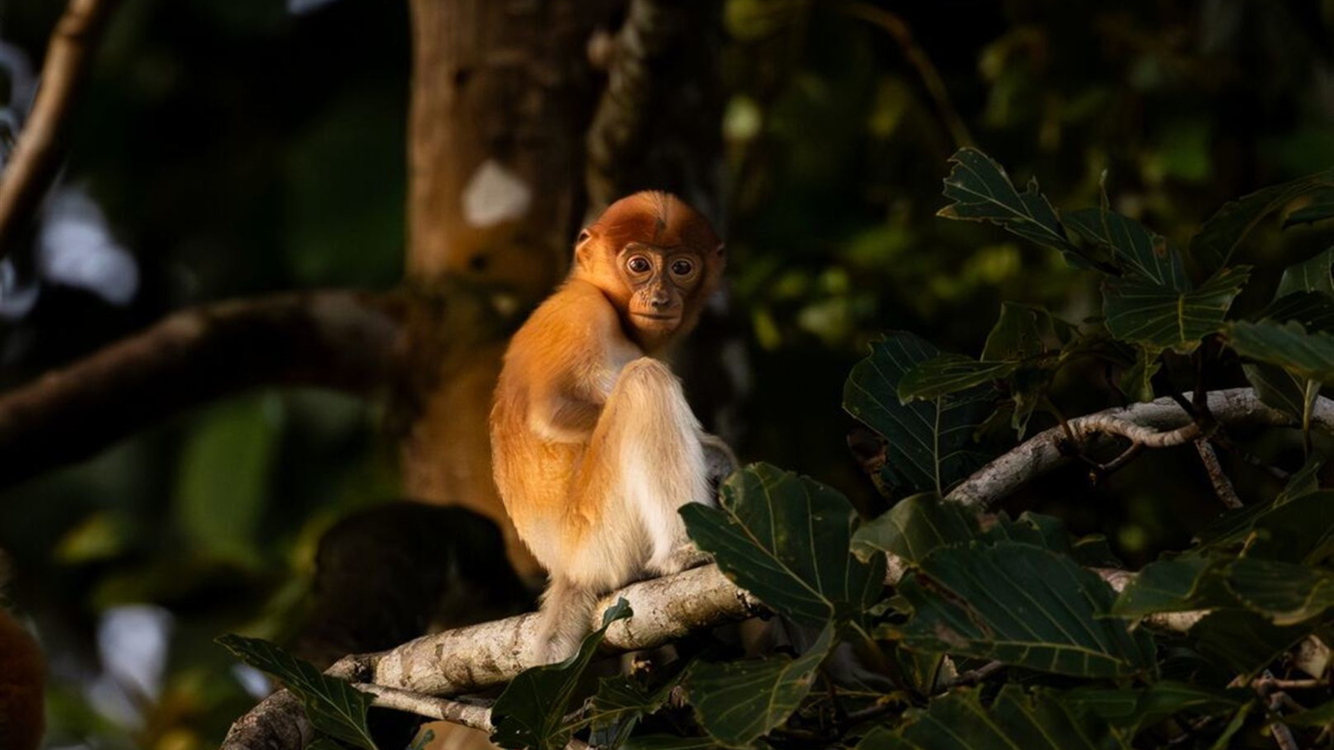 Classic Borneo