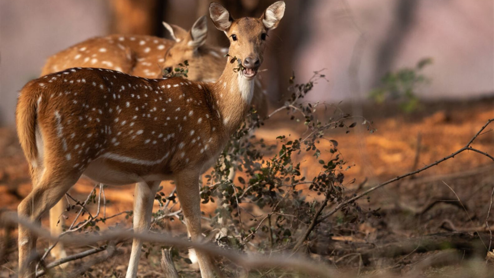 India’s Taj Mahal and Tigers - Premium Adventure