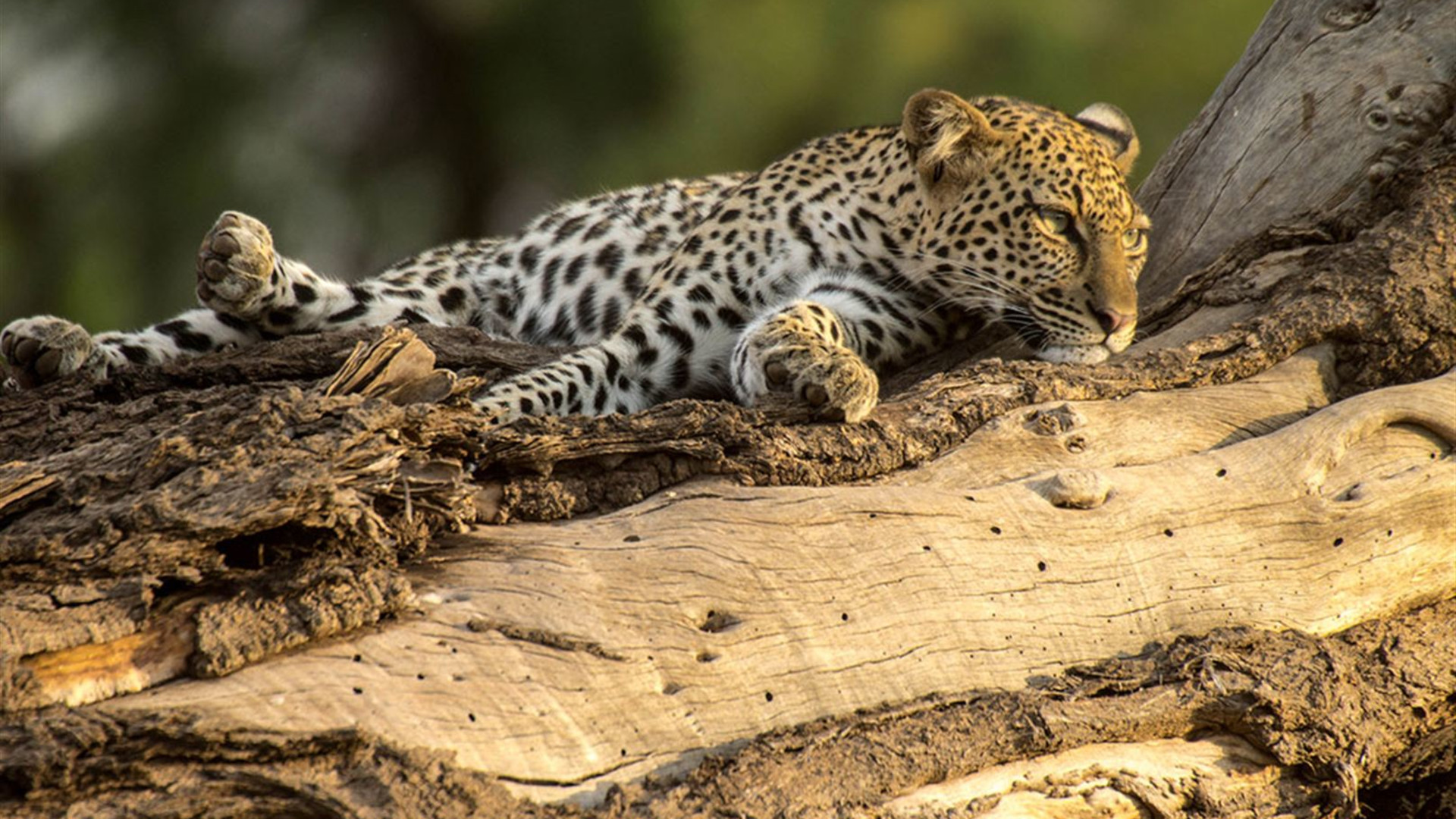 Essential African Safari
