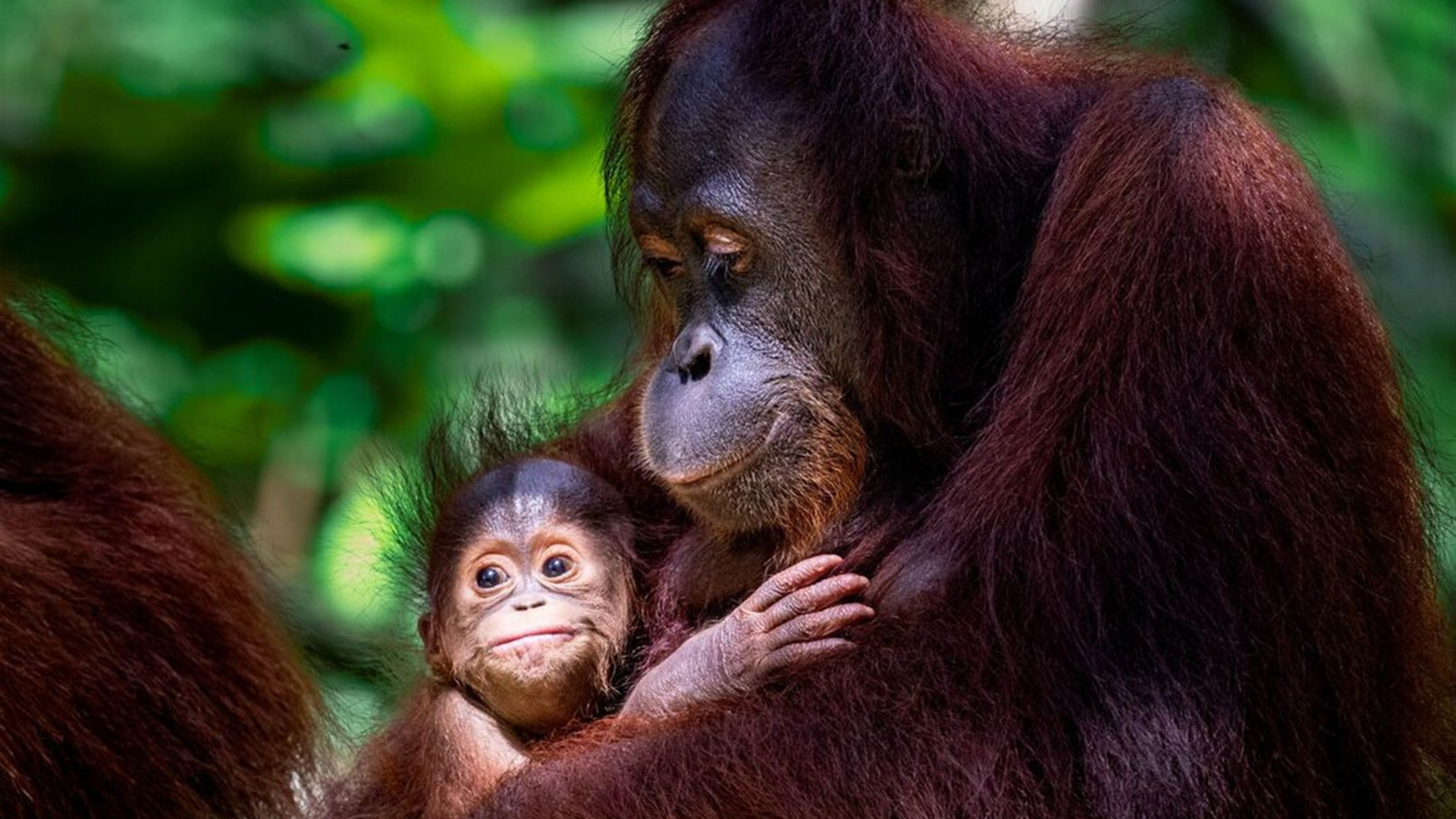 Borneo Family Holiday Comfort