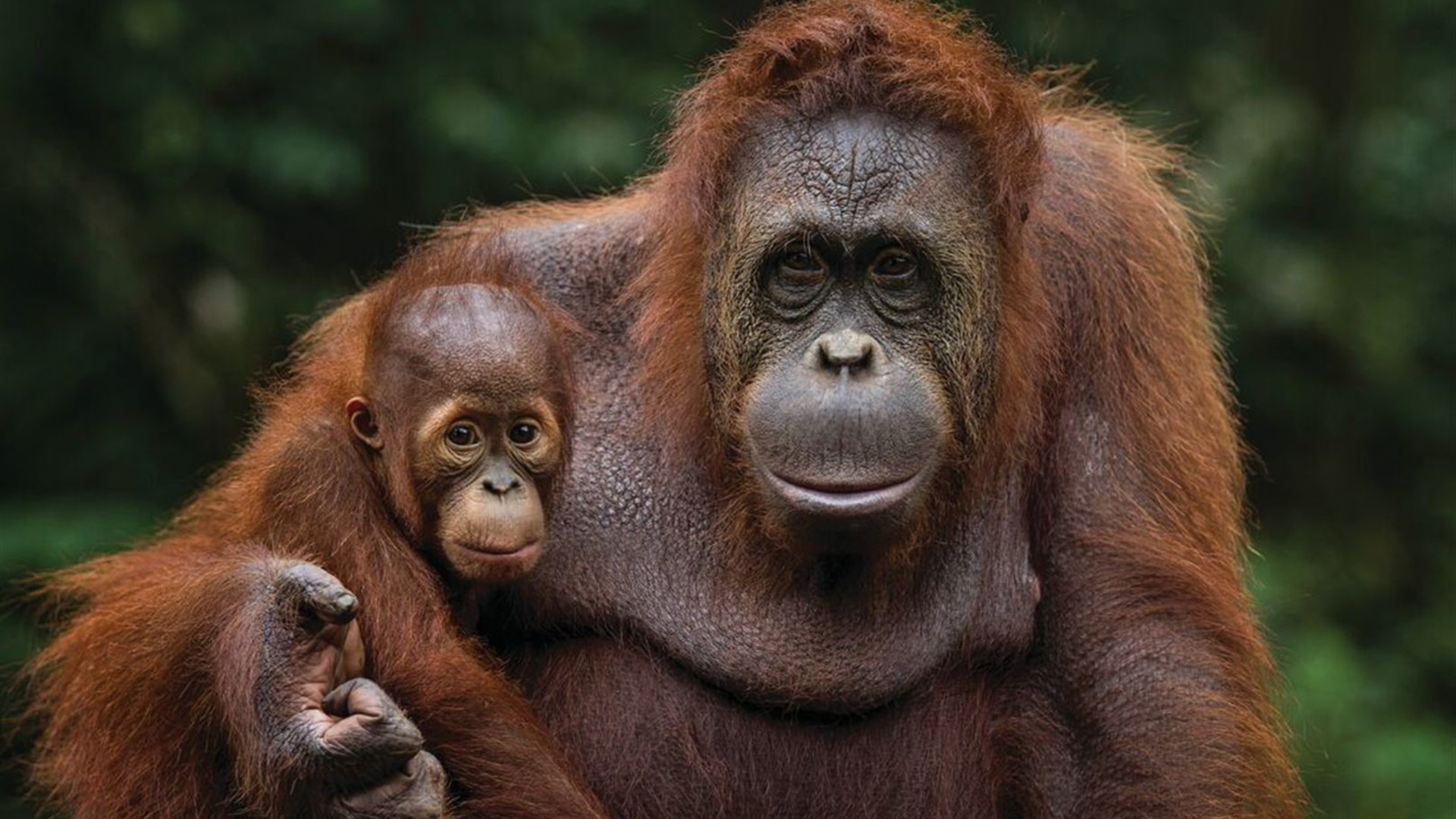 Wild Sarawak