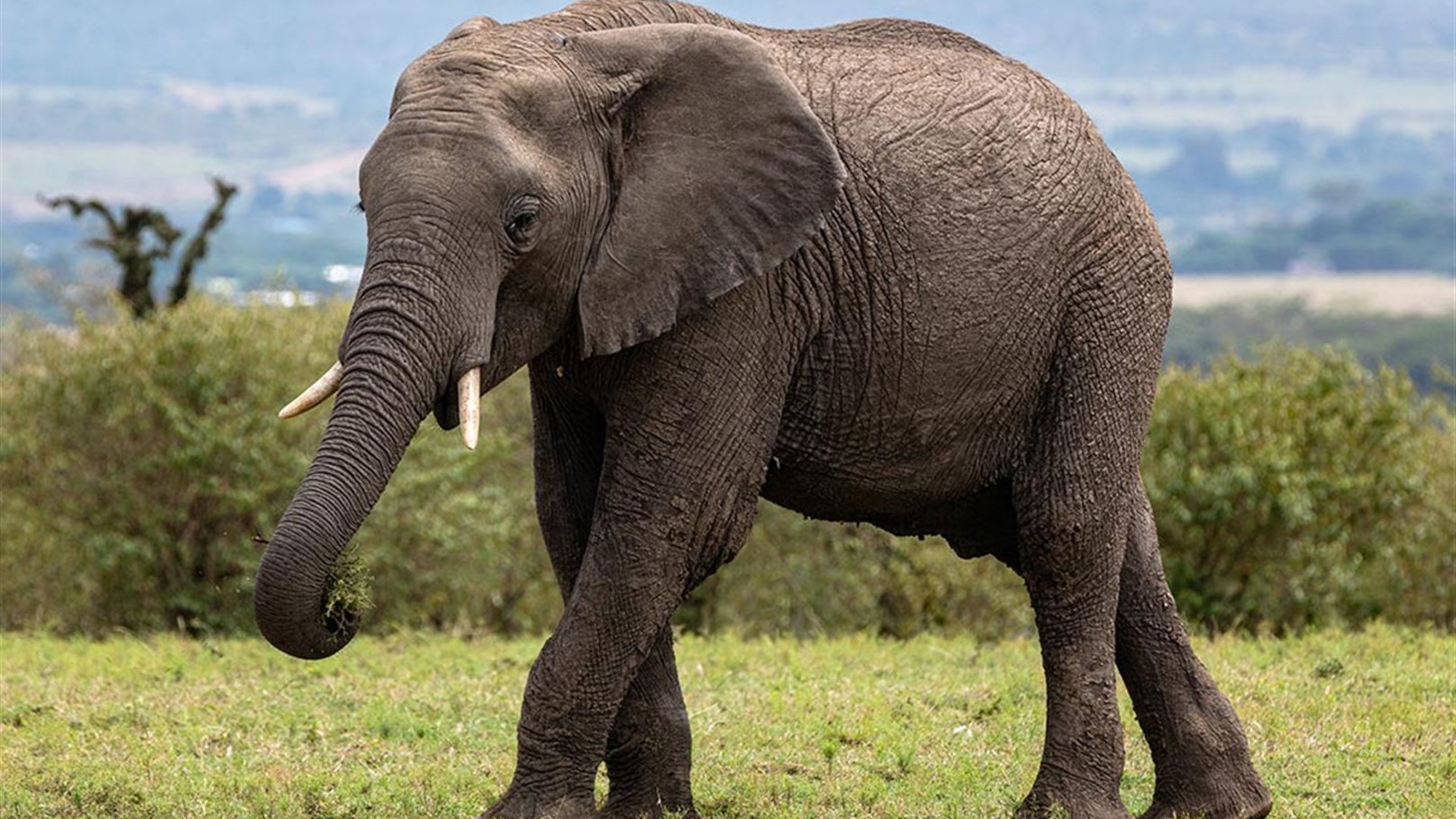 Essential East Africa