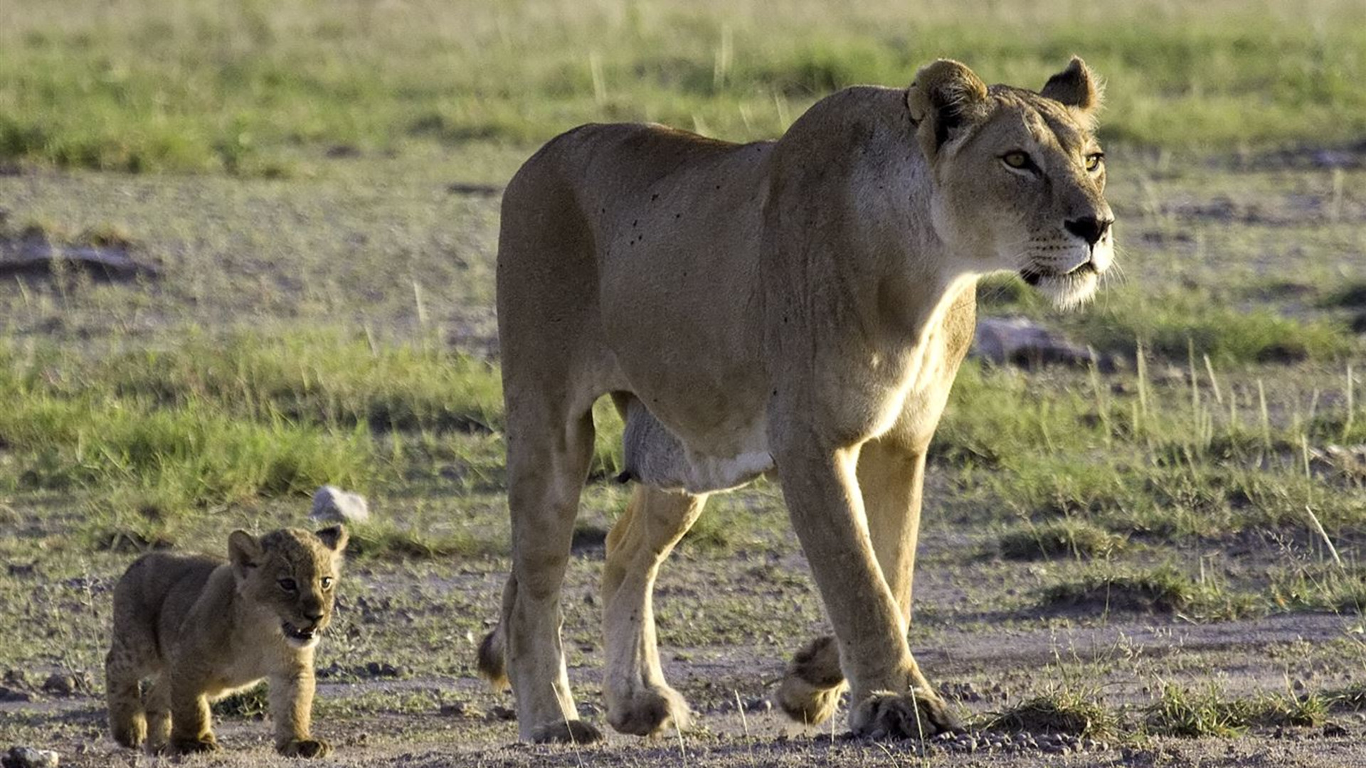 African Safari: Kenya & Tanzania