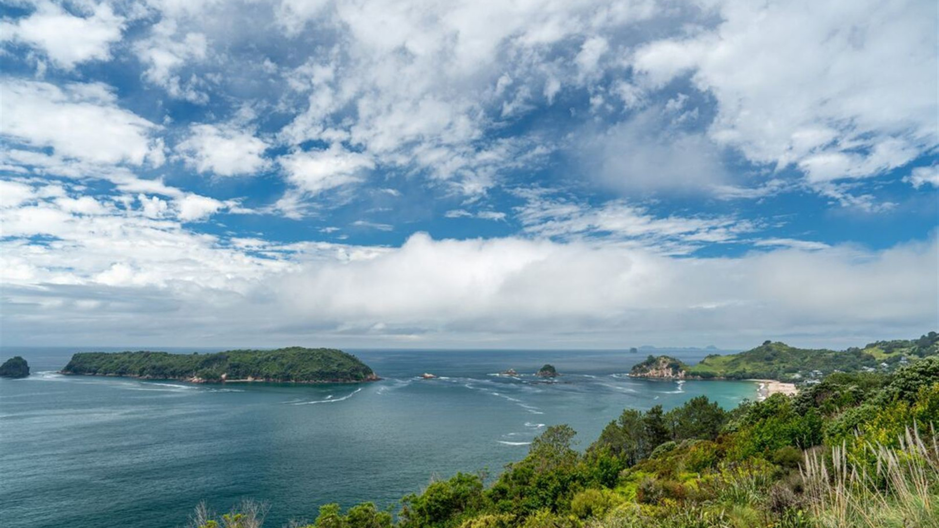 New Zealand Amplified