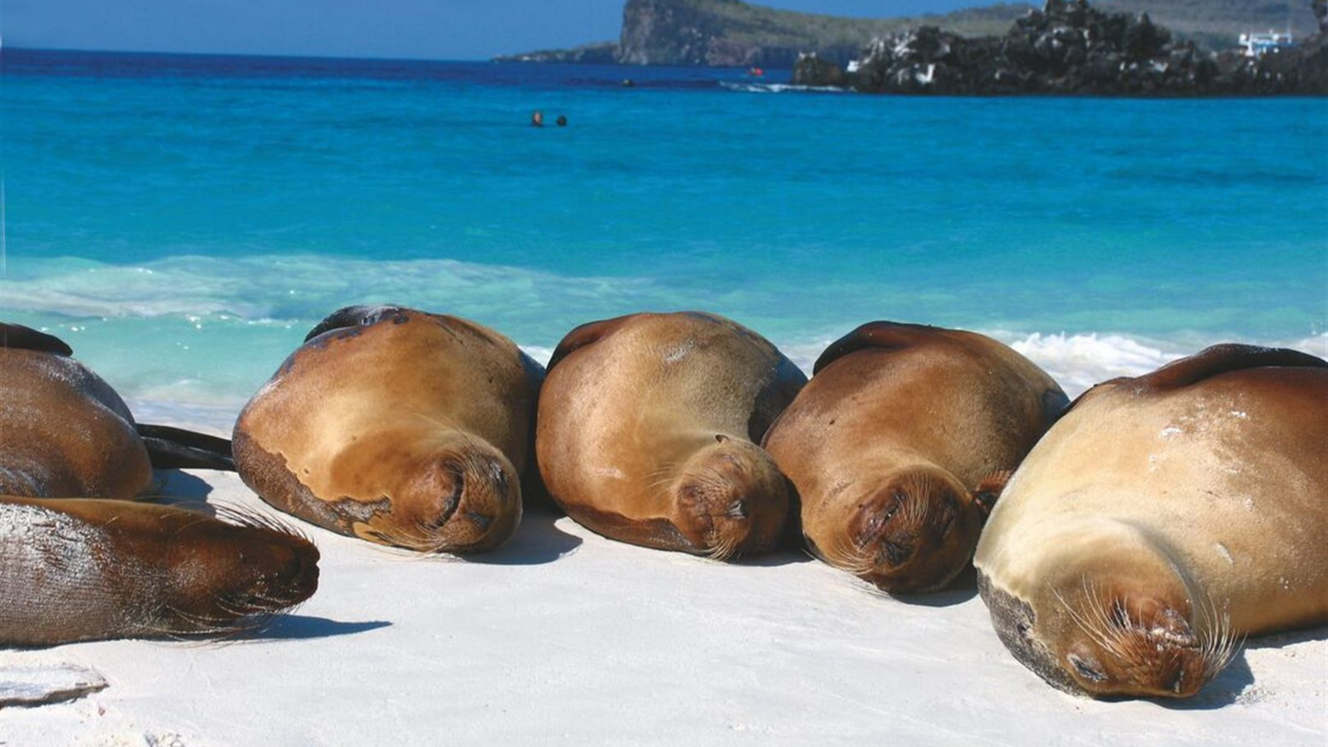 Galapagos Explorer: Southern Islands (Grand Queen Beatriz)