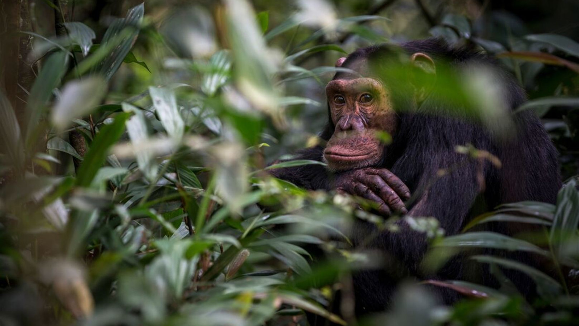 Essential Uganda: Gorillas and Chimps