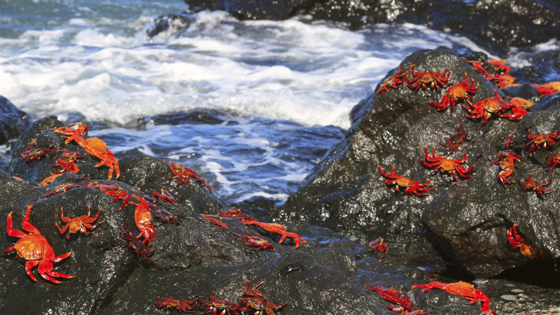 Galápagos – Westliche und zentrale Inseln an Bord der Reina Silvia Voyager