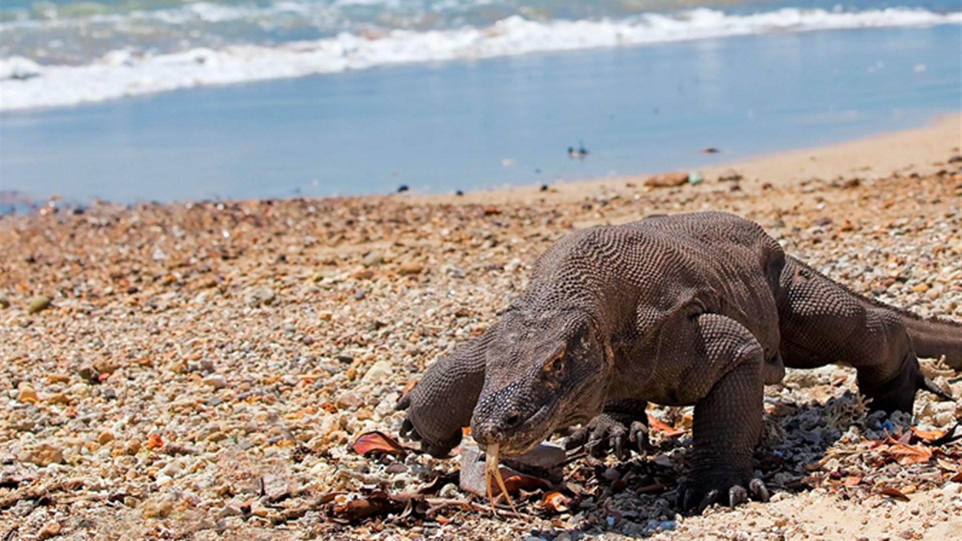 Indonesia: Java, Bali & Komodo Island