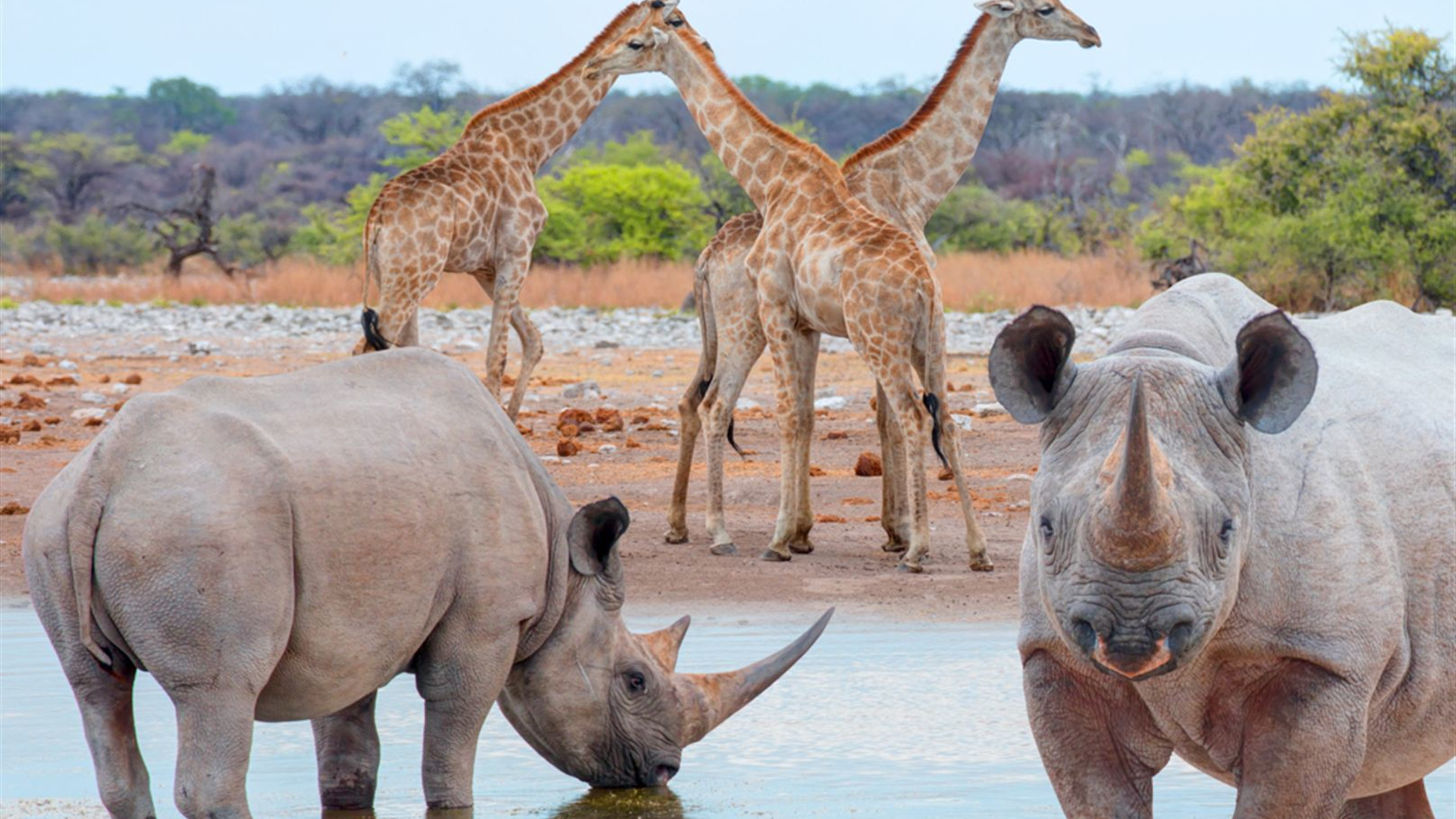 Premium Namibia