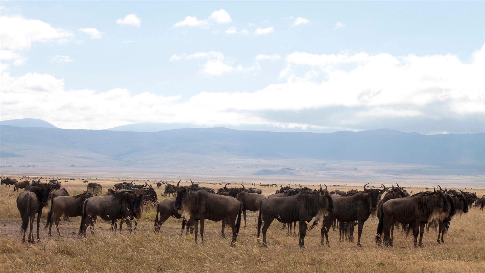 Kenya & Tanzania: Amboseli, The Serengeti & Ngorongoro Crater