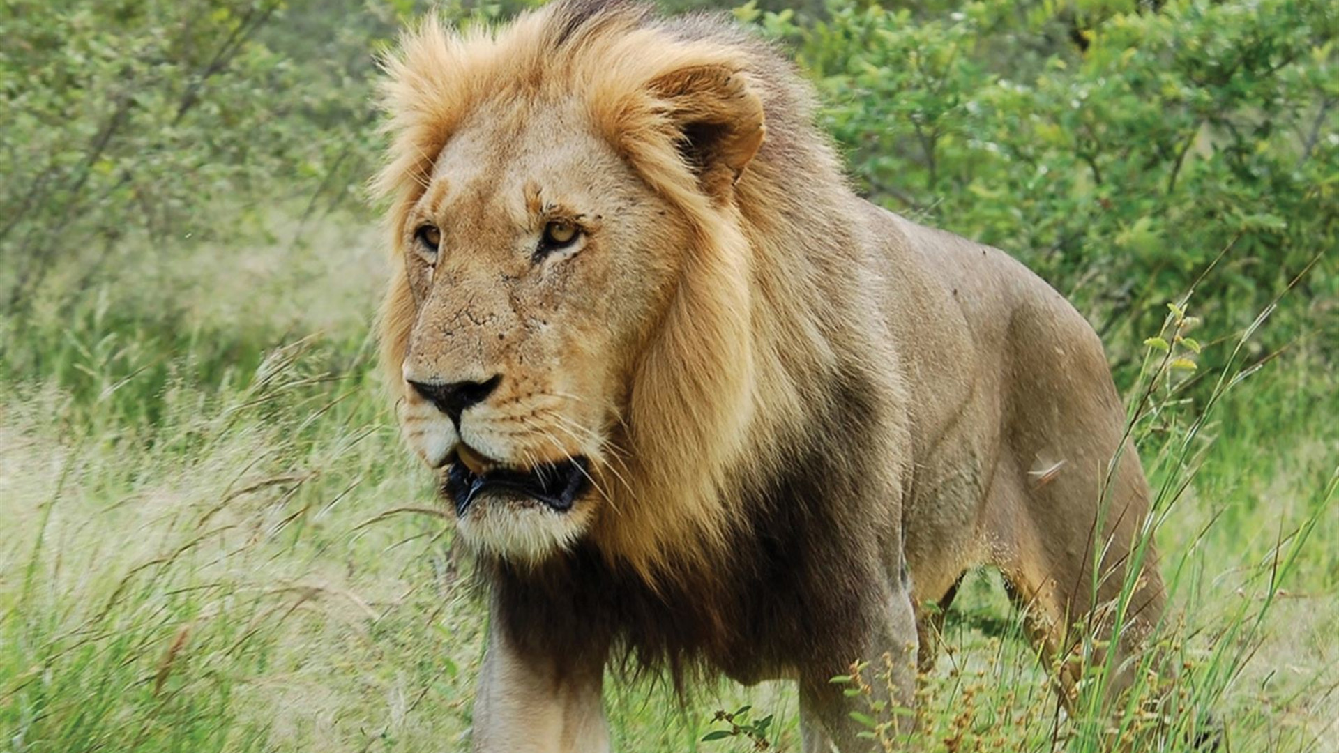 Premium Southern Africa
