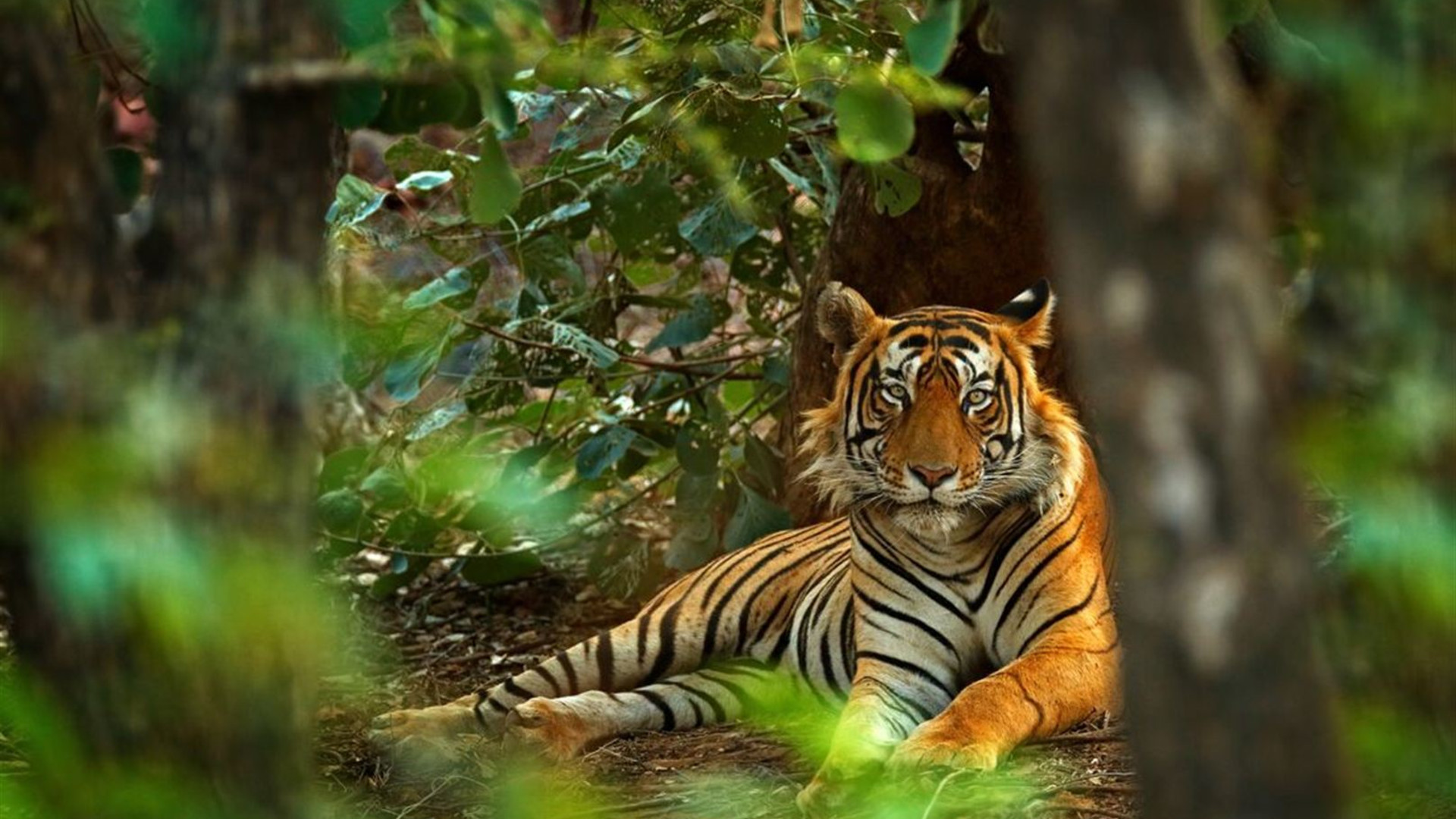 North India Highlights