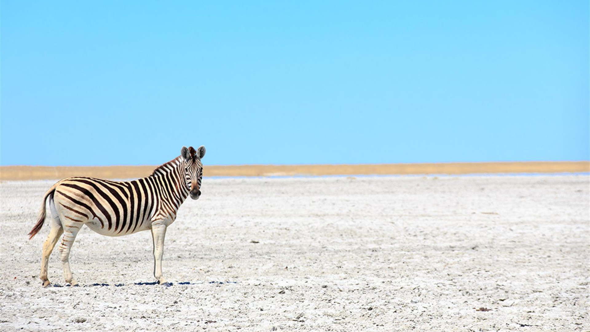 Okavango Experience