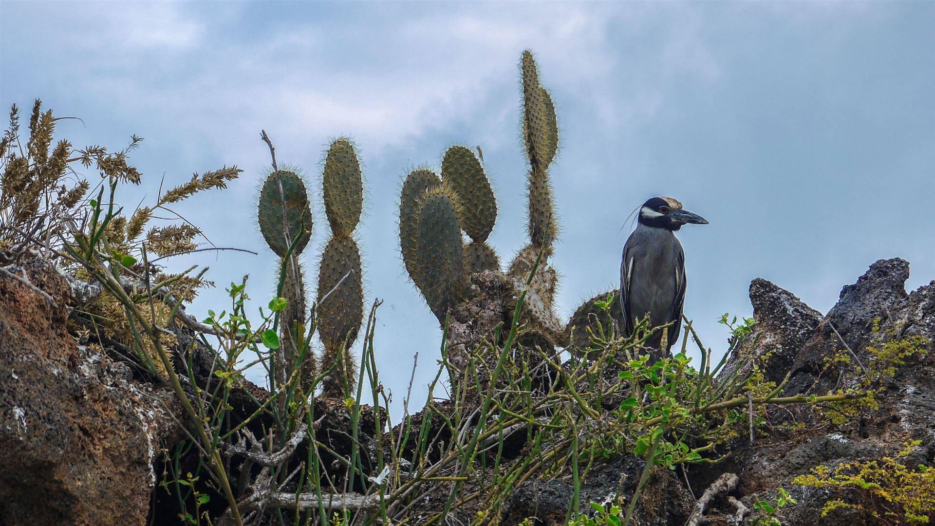 Galápagos – Zentrale und östliche Inseln an Bord der Reina Silvia Voyager (reine Kreuzfahrtreise)