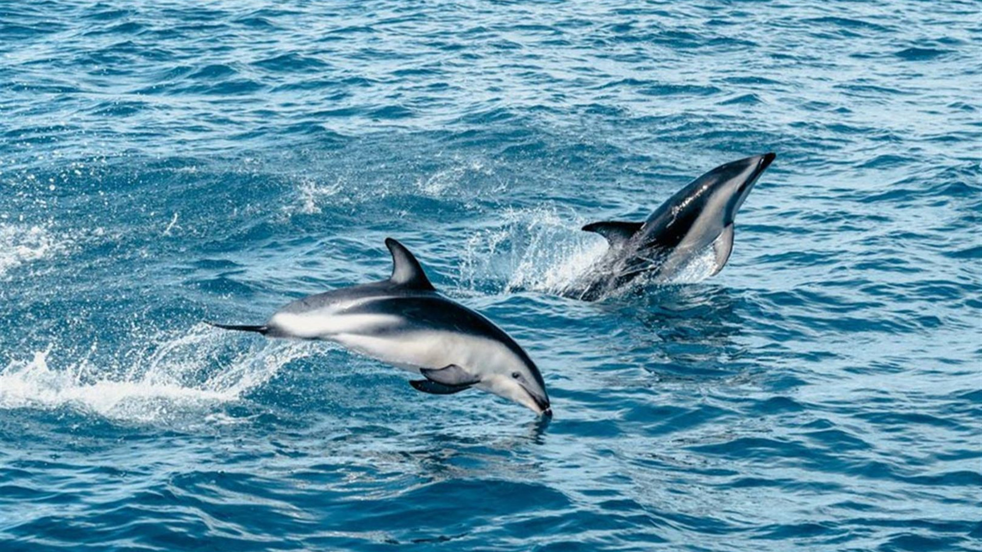 New Zealand Uncovered (Southbound) 