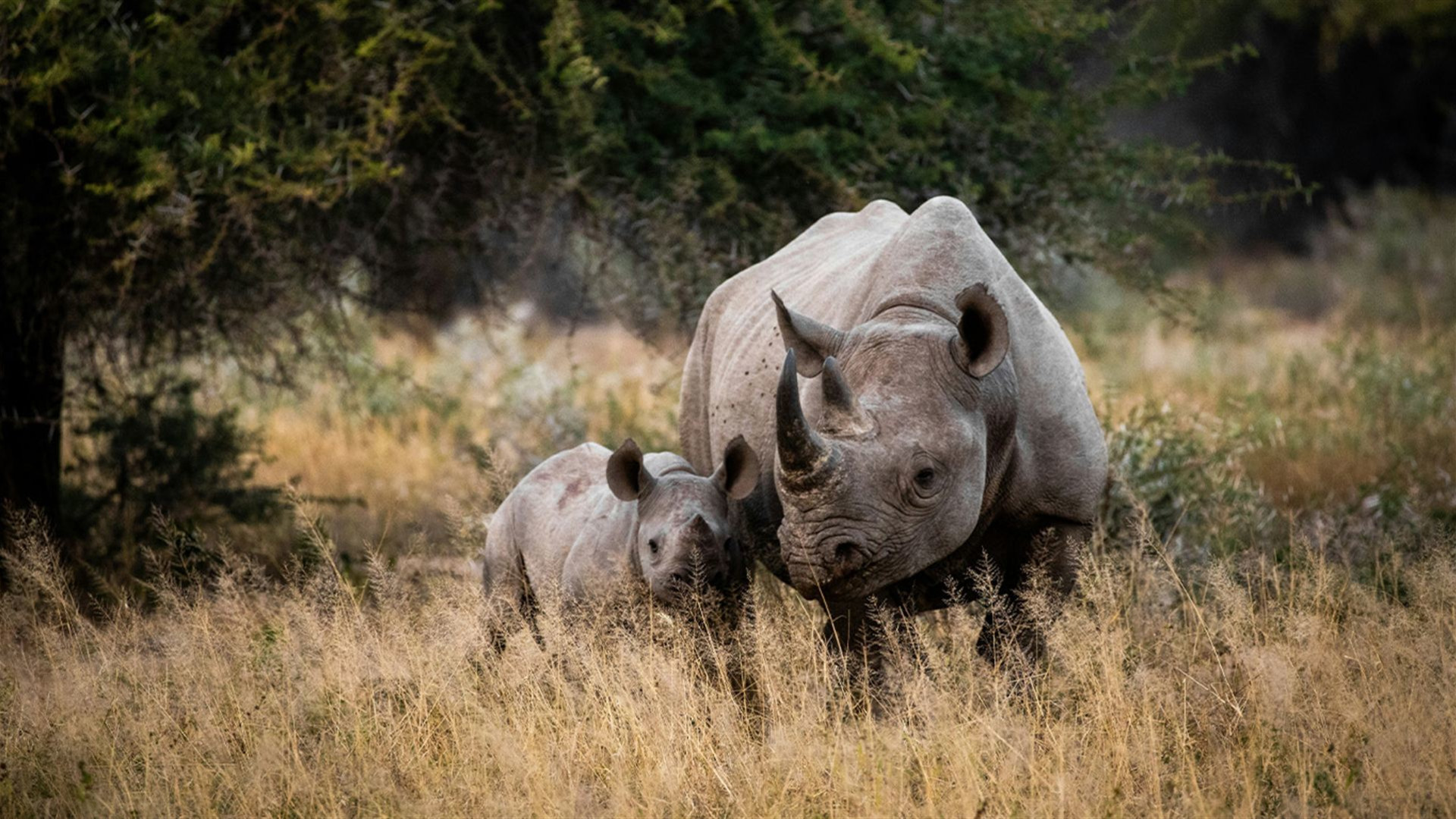 Namibia and South Africa
