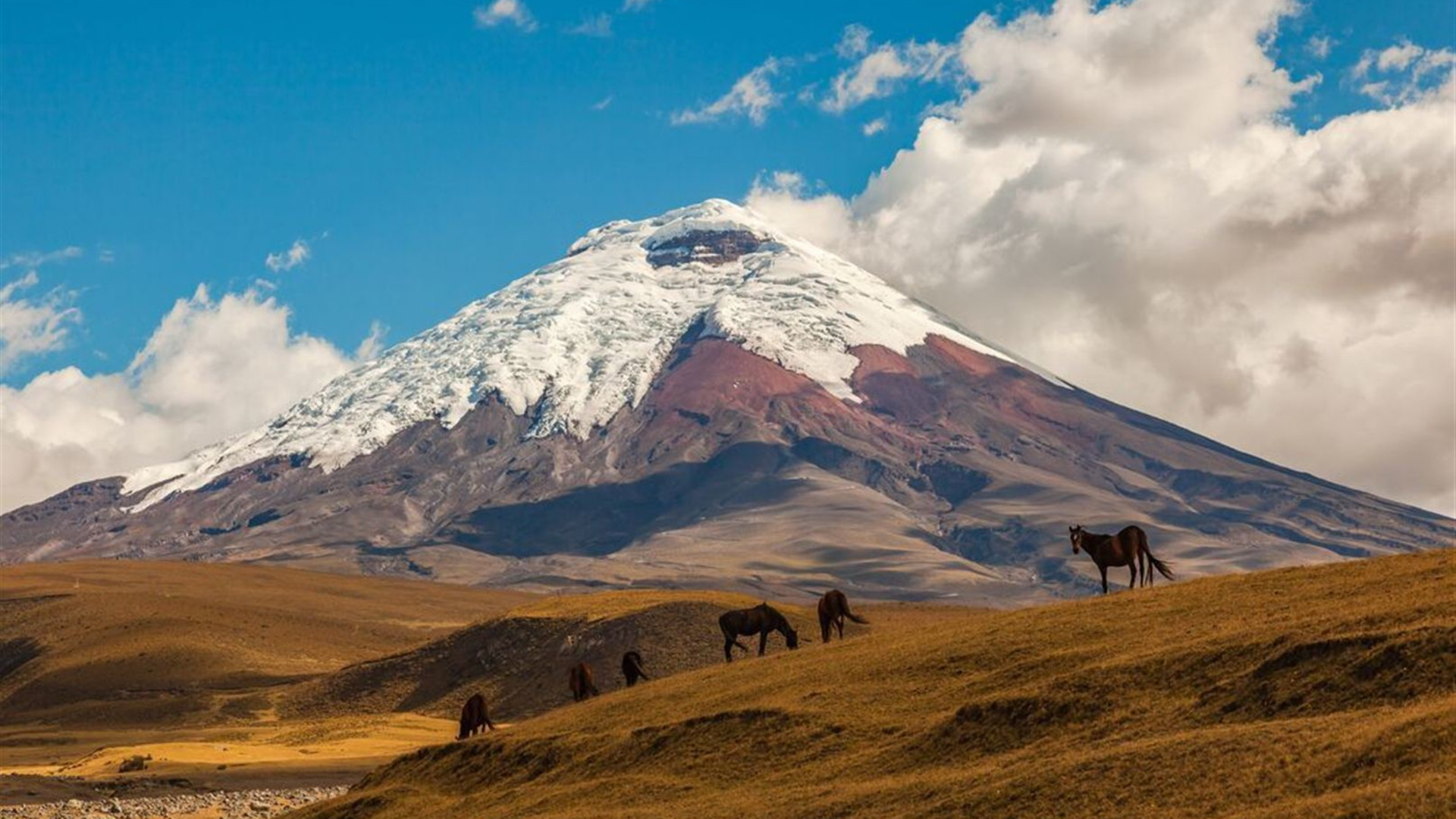 Premium Ecuador