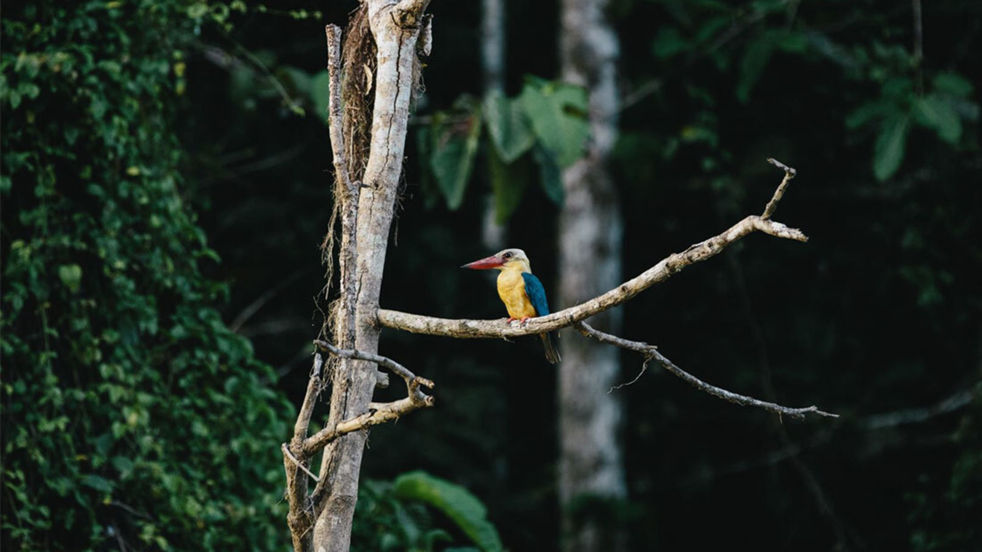 Classic Borneo