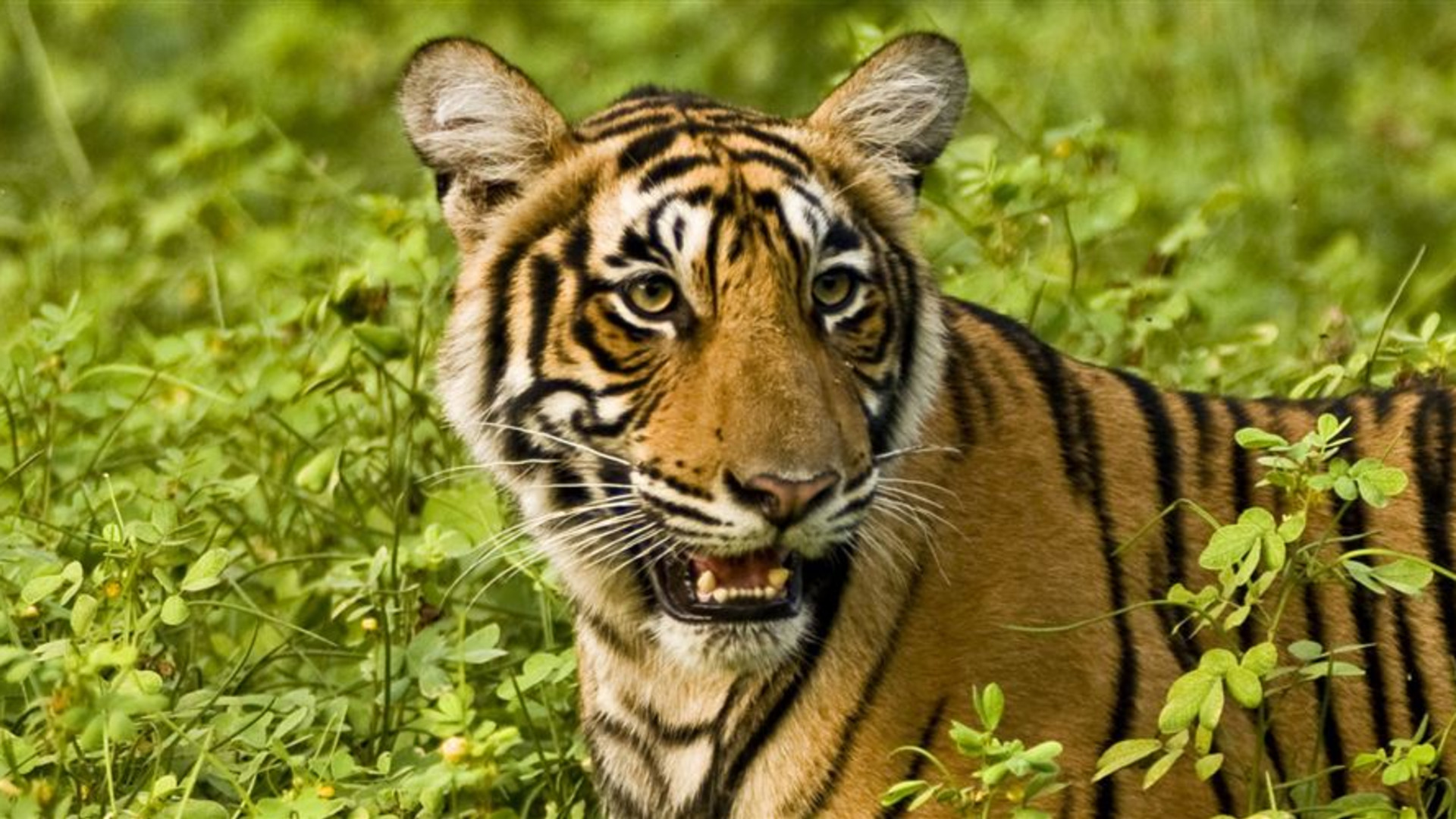 Northern India Family Holiday Comfort